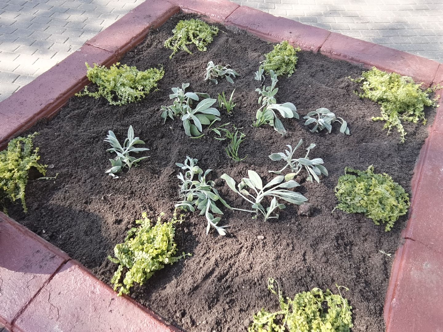 Балашиха, сквер имени Ленина, Благоустройство Балашиха, тюльпаны, День Победы, клумбы, Балашиха-1, Железнодорожный