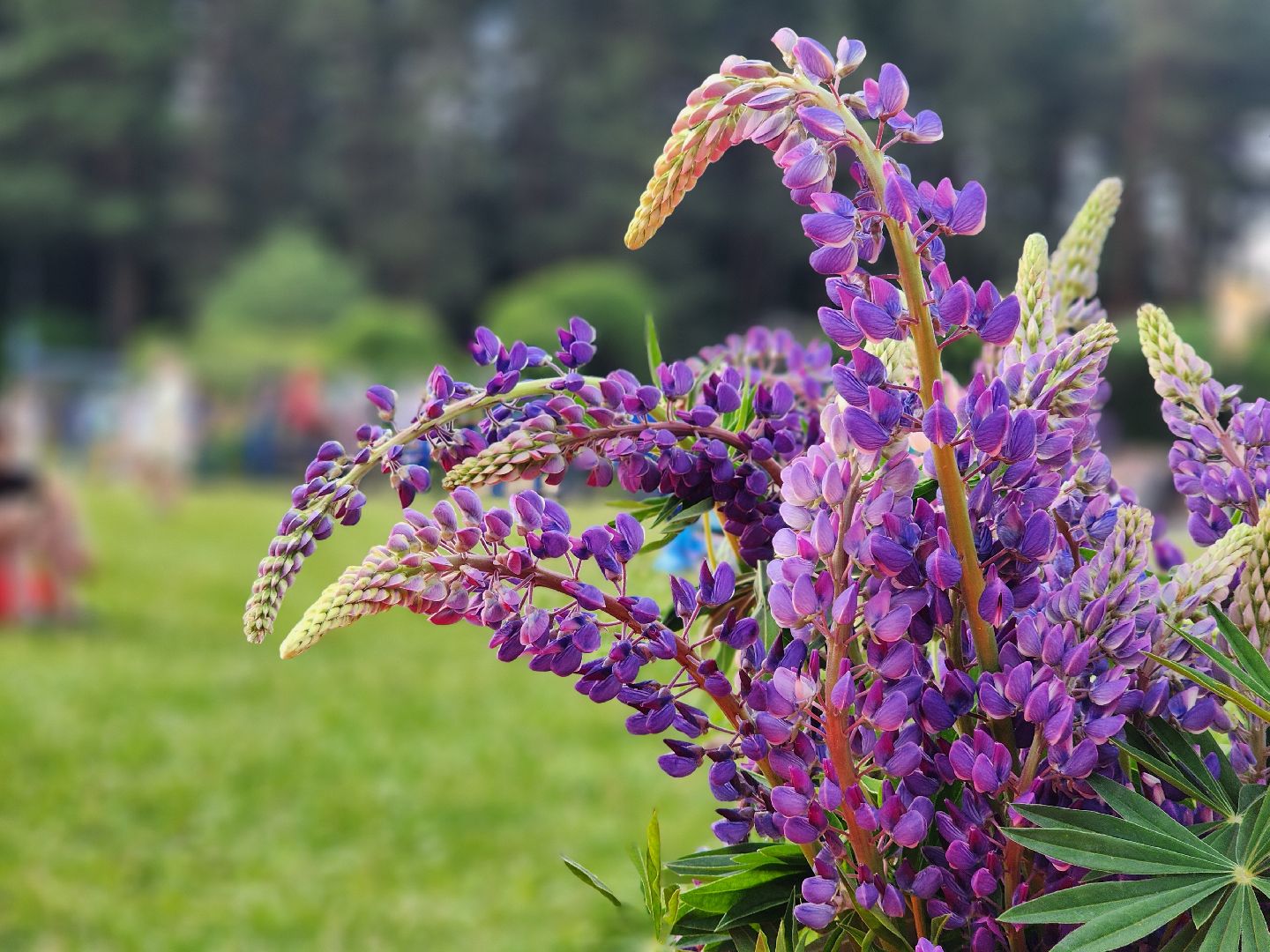 софрино, сказки пушкина, фестиваль народных промыслов, пушкинский городской округ,дк юбилейный,