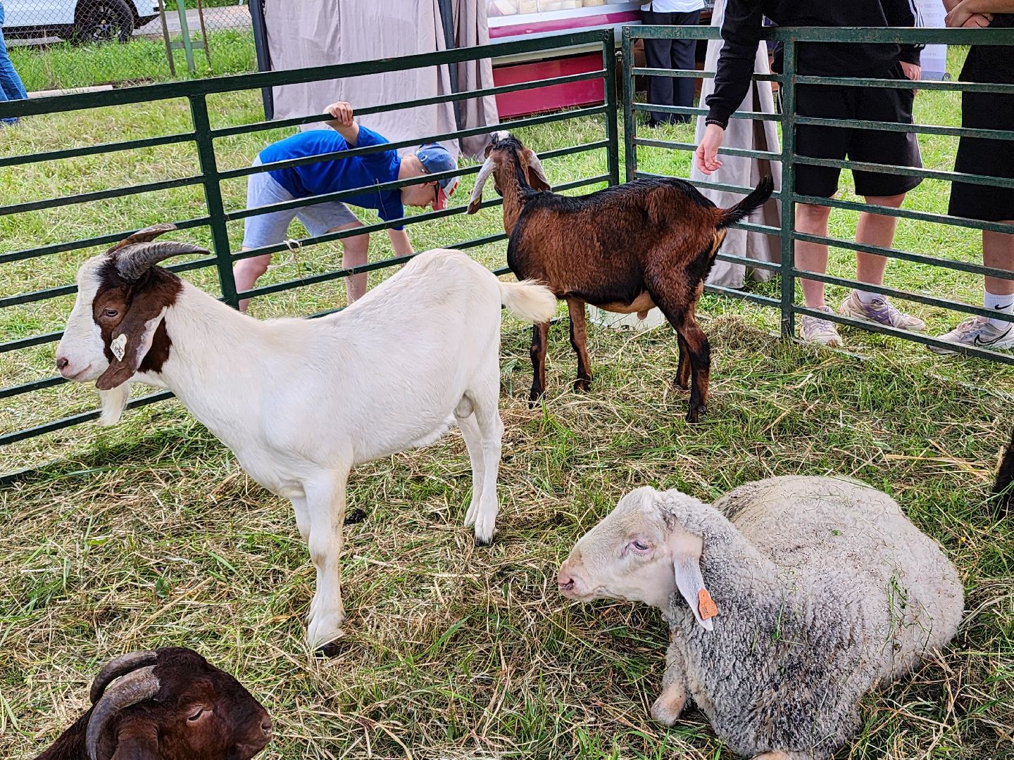 софрино, сказки пушкина, фестиваль народных промыслов, пушкинский городской округ,дк юбилейный,