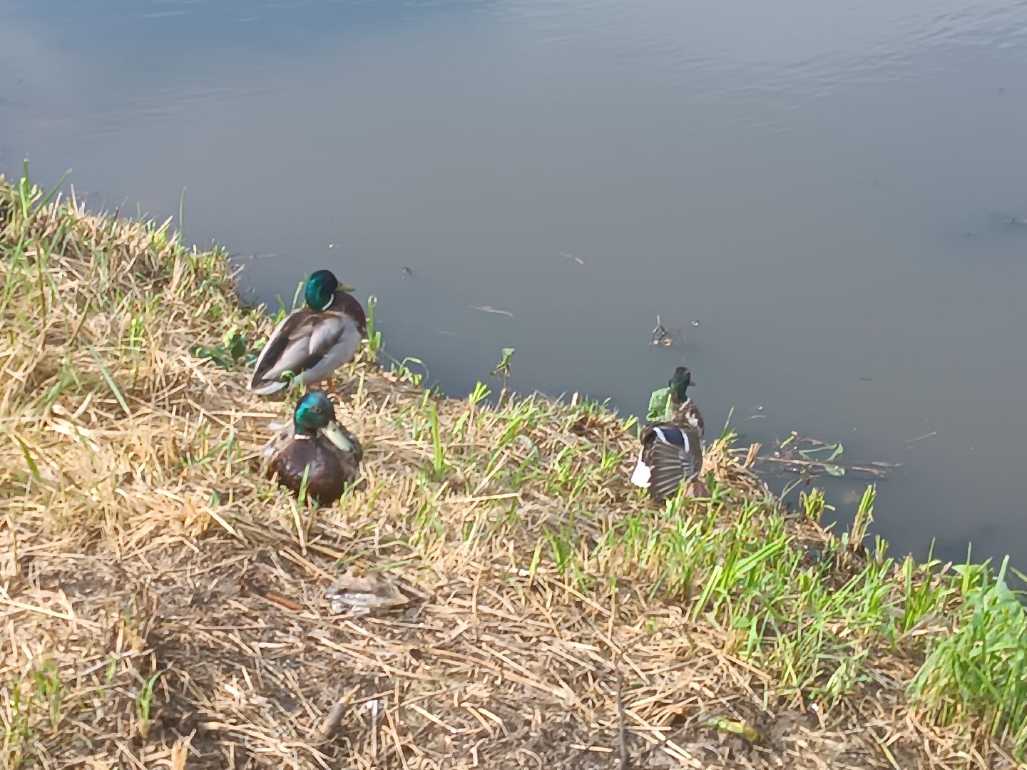люберцы, снт ручеек, очистка пруда, санитарная обрезка деревьев,