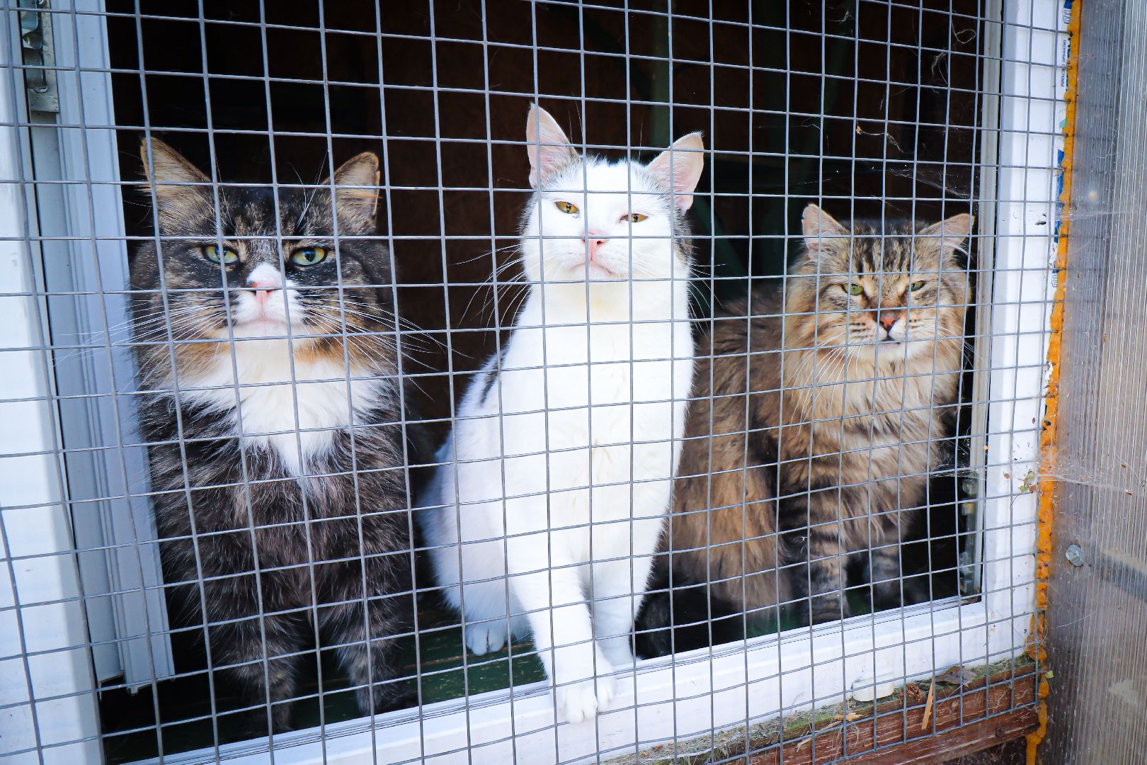 клин, общество,  приют для бездомных животных, животные, помощь, волонтеры, Подмосковье, субботники,