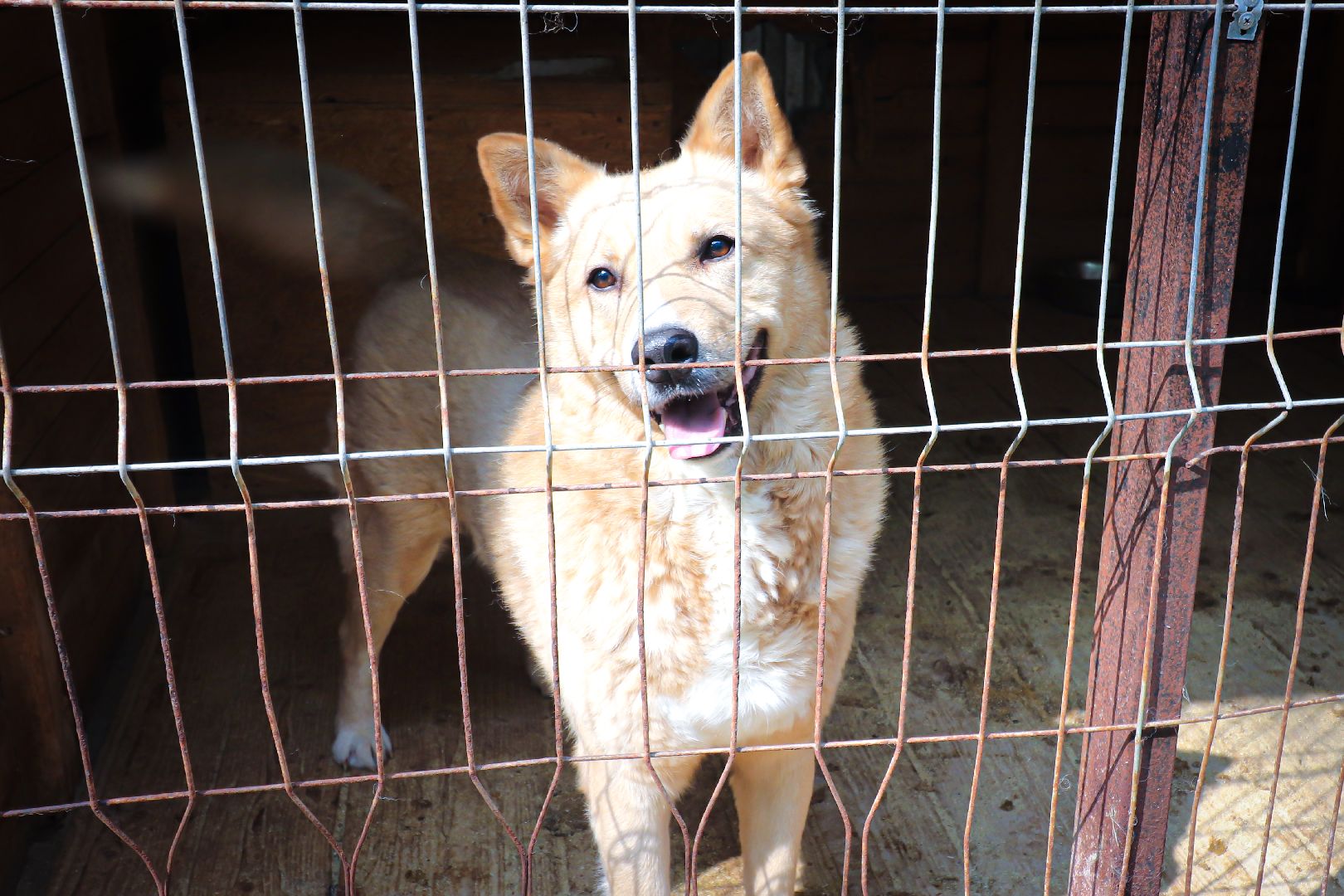 клин, общество,  приют для бездомных животных, животные, помощь, волонтеры, Подмосковье, субботники,