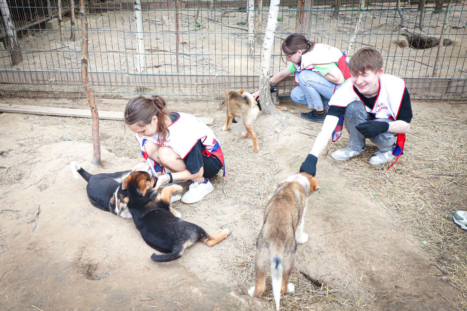 клин, общество,  приют для бездомных животных, животные, помощь, волонтеры, Подмосковье, субботники,