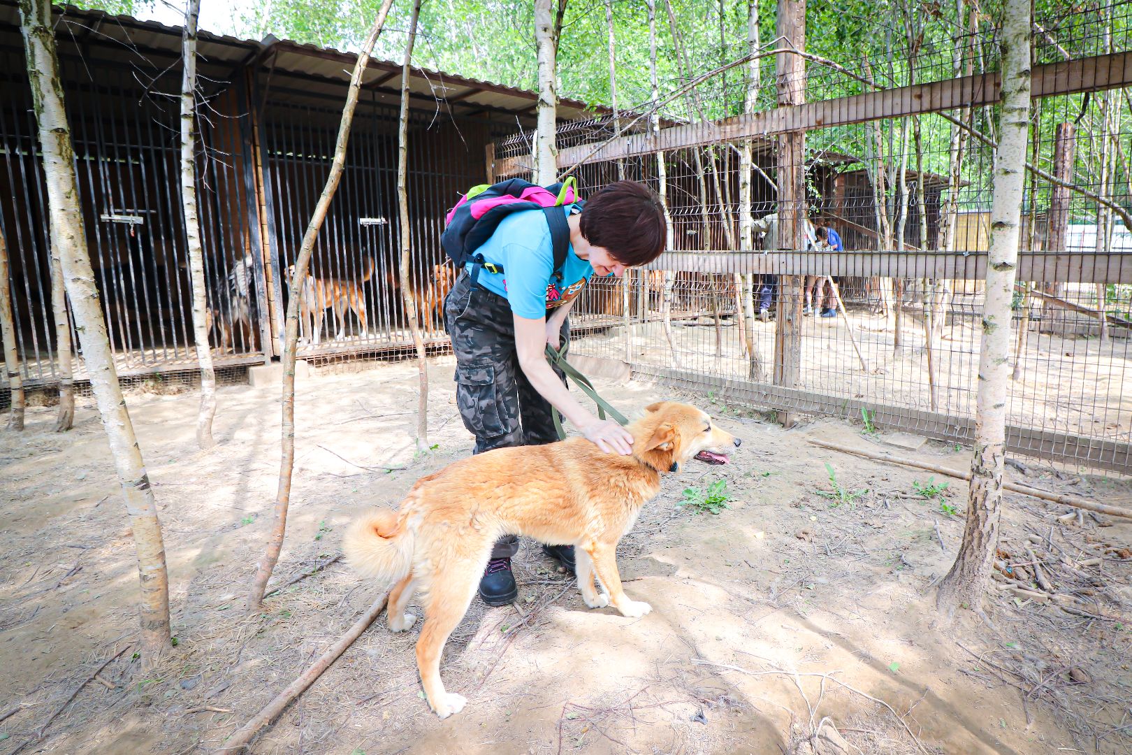 клин, общество,  приют для бездомных животных, животные, помощь, волонтеры, Подмосковье, субботники,