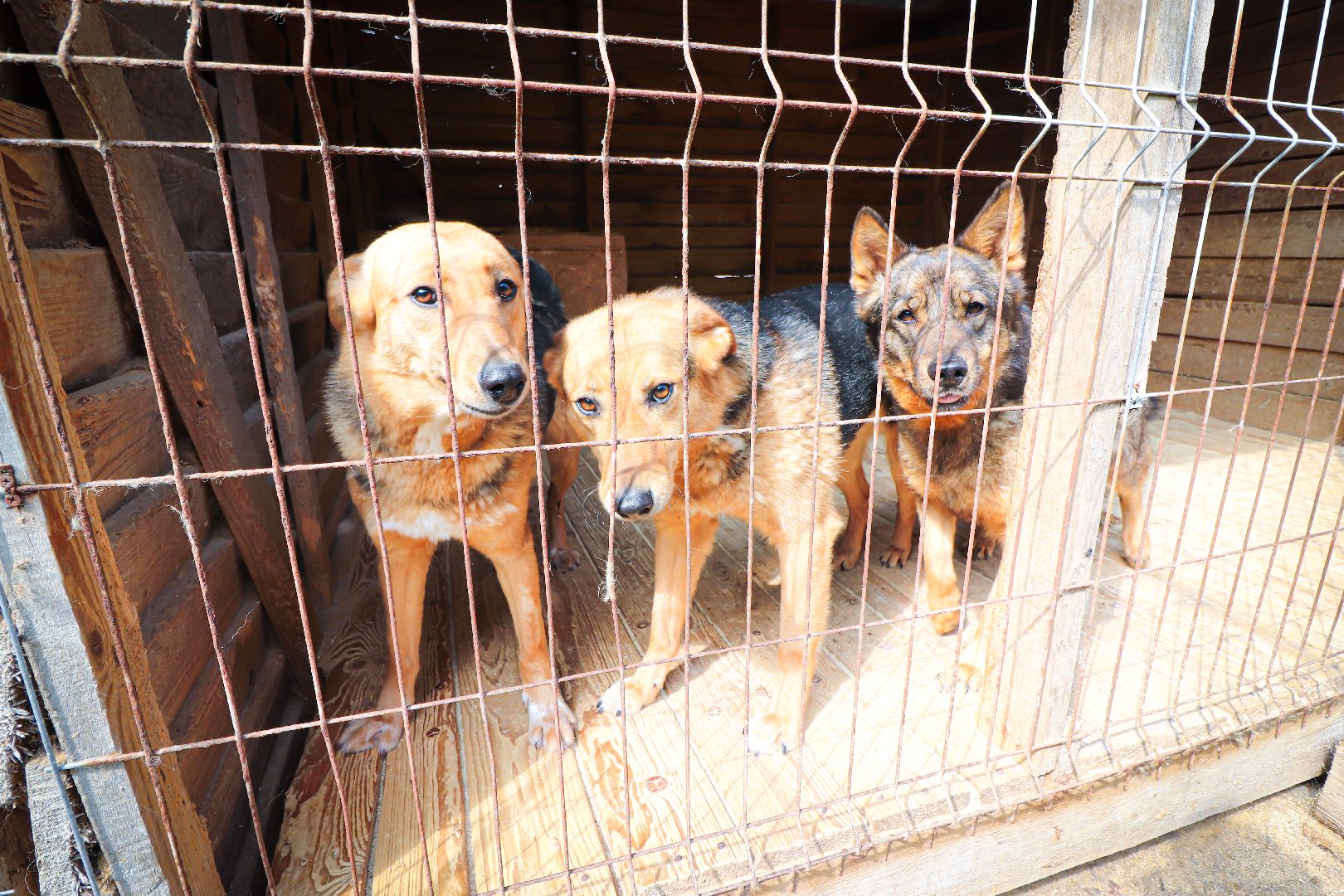 клин, общество,  приют для бездомных животных, животные, помощь, волонтеры, Подмосковье, субботники,