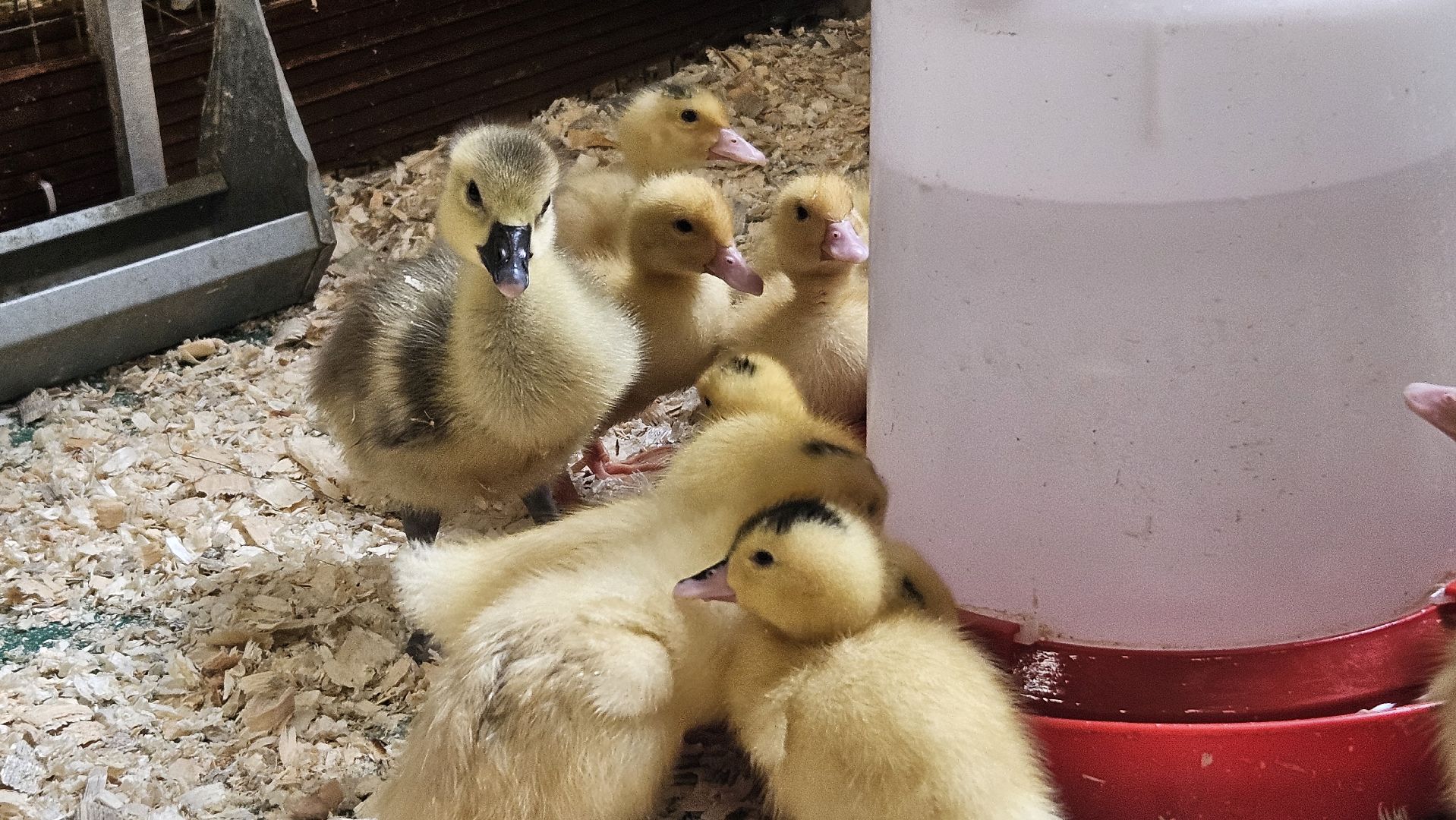 зоопарк, дети, жуковский,