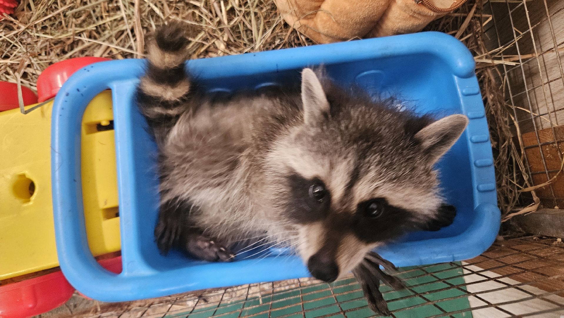 зоопарк, дети, жуковский,