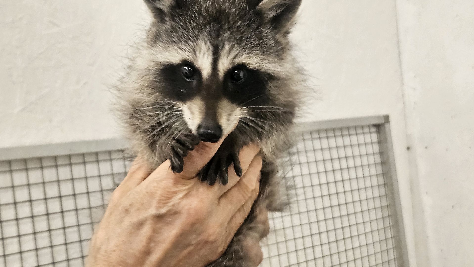 зоопарк, дети, жуковский,