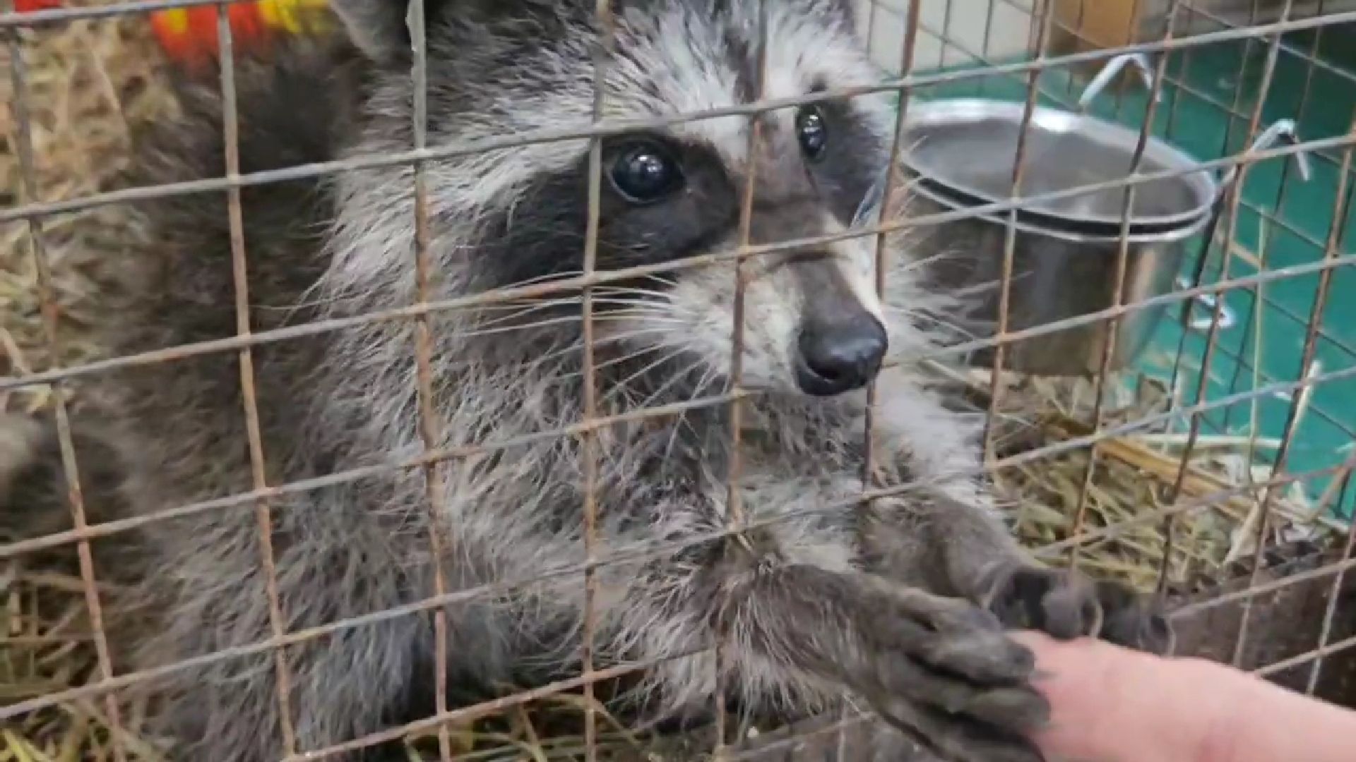 зоопарк, дети, жуковский,
