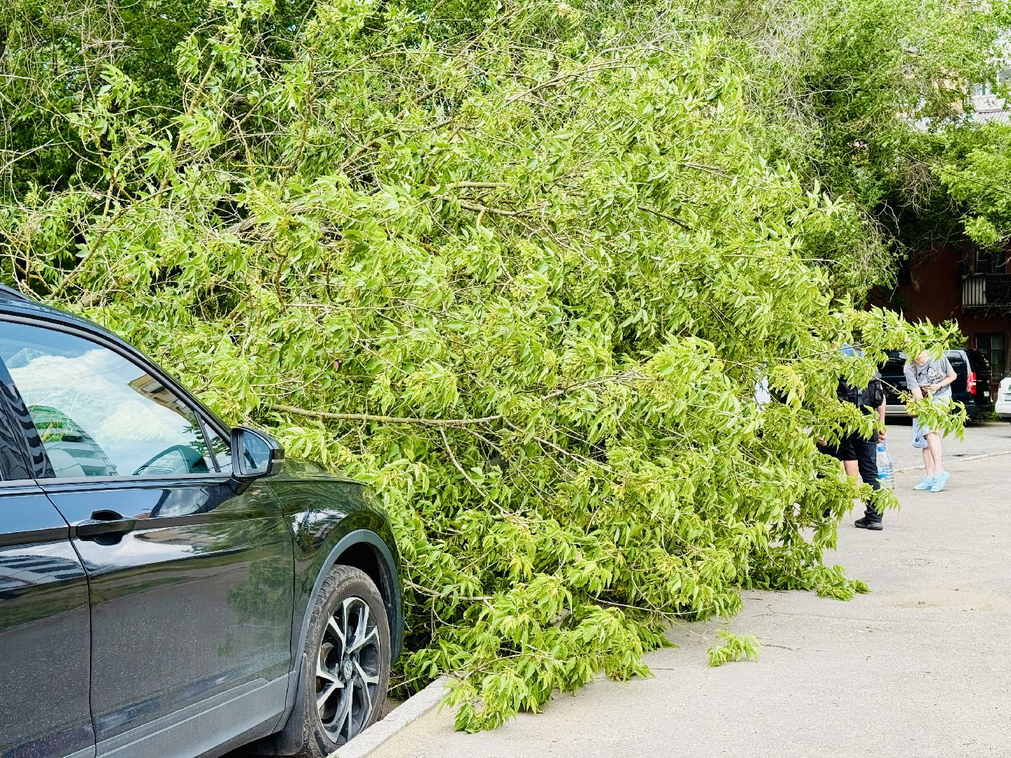 чп, раменское, рамспас, упавшие деревья, ураган, последствия непогоды,