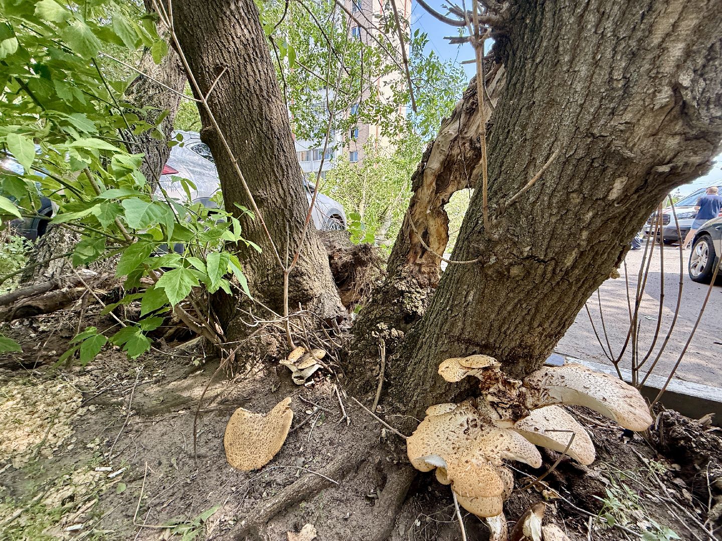 чп, раменское, рамспас, упавшие деревья, ураган, последствия непогоды,