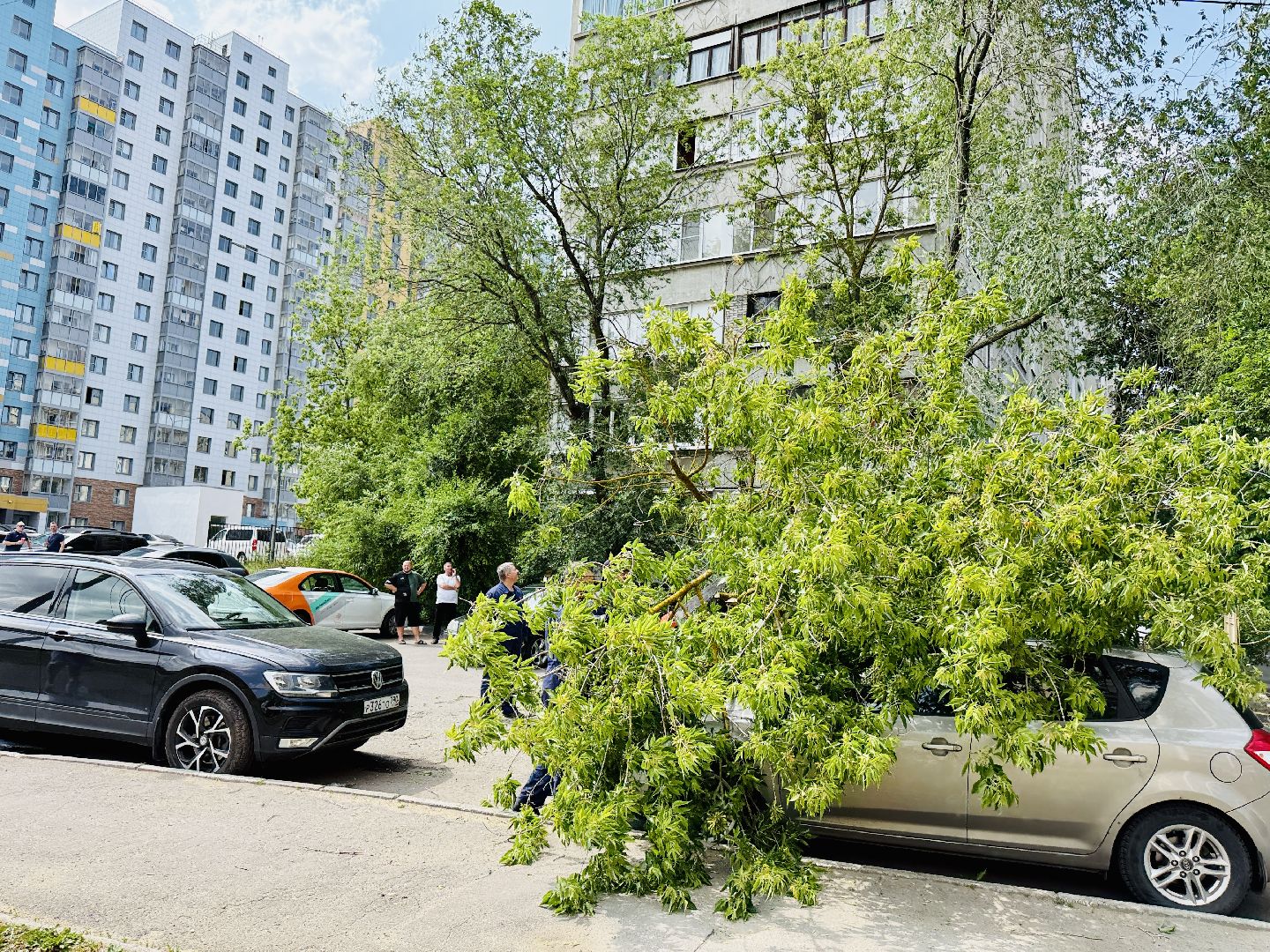 чп, раменское, рамспас, упавшие деревья, ураган, последствия непогоды,