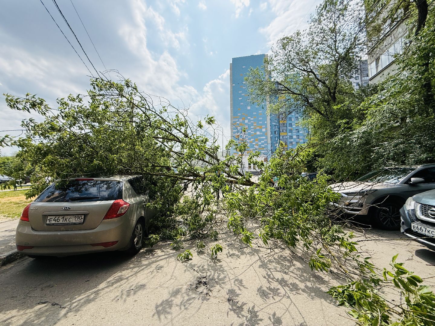 чп, раменское, рамспас, упавшие деревья, ураган, последствия непогоды,