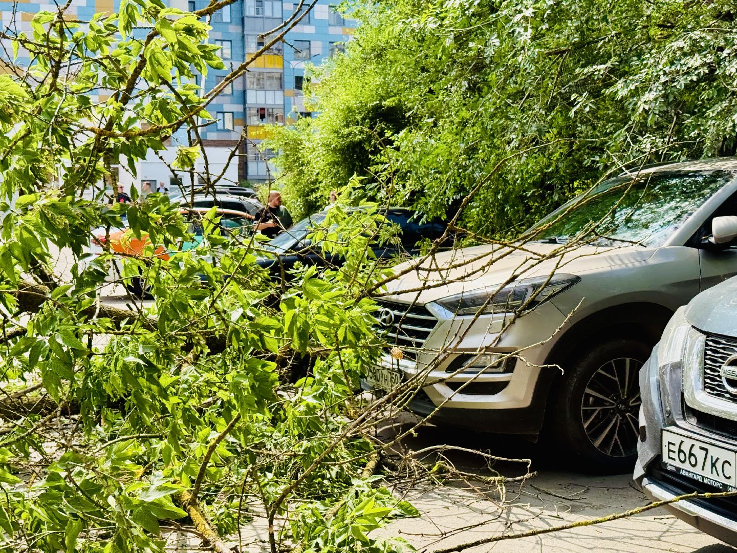 чп, раменское, рамспас, упавшие деревья, ураган, последствия непогоды,