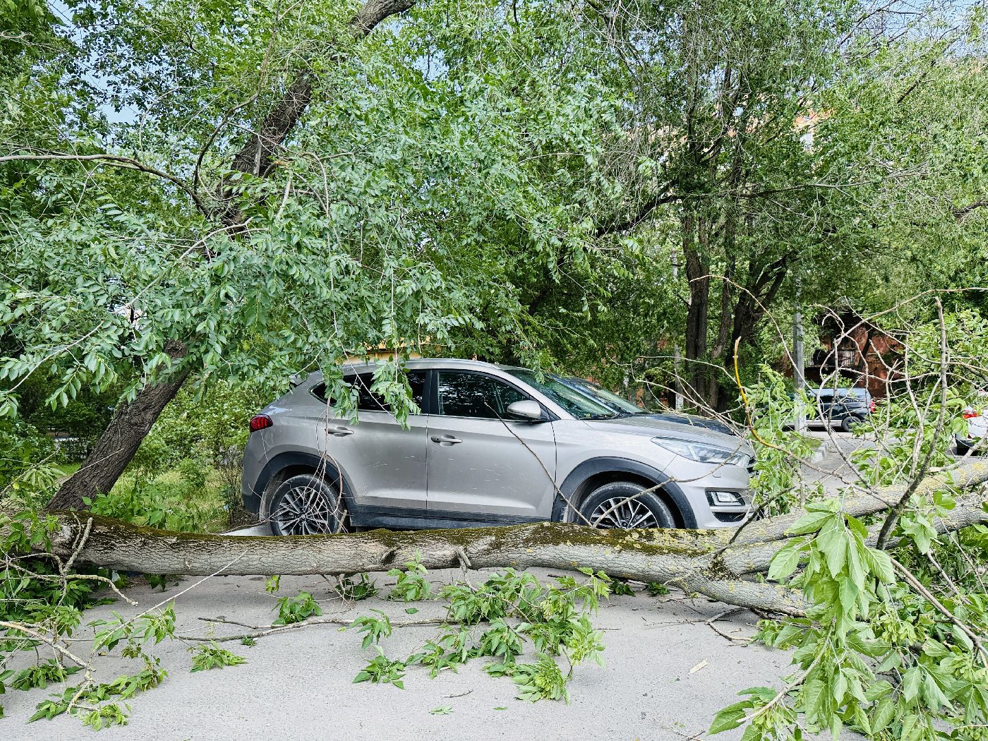 чп, раменское, рамспас, упавшие деревья, ураган, последствия непогоды,