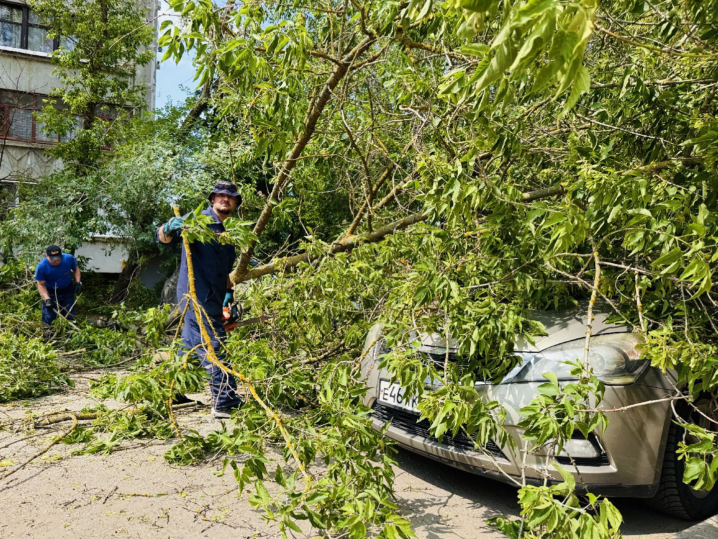 чп, раменское, рамспас, упавшие деревья, ураган, последствия непогоды,