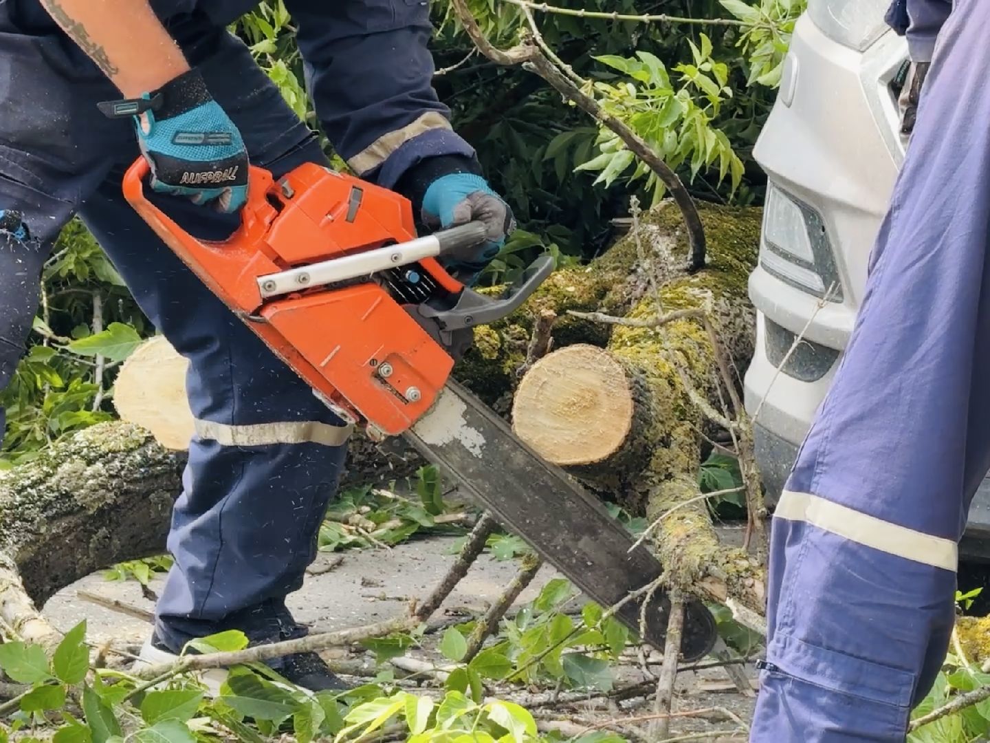 чп, раменское, рамспас, упавшие деревья, ураган, последствия непогоды,