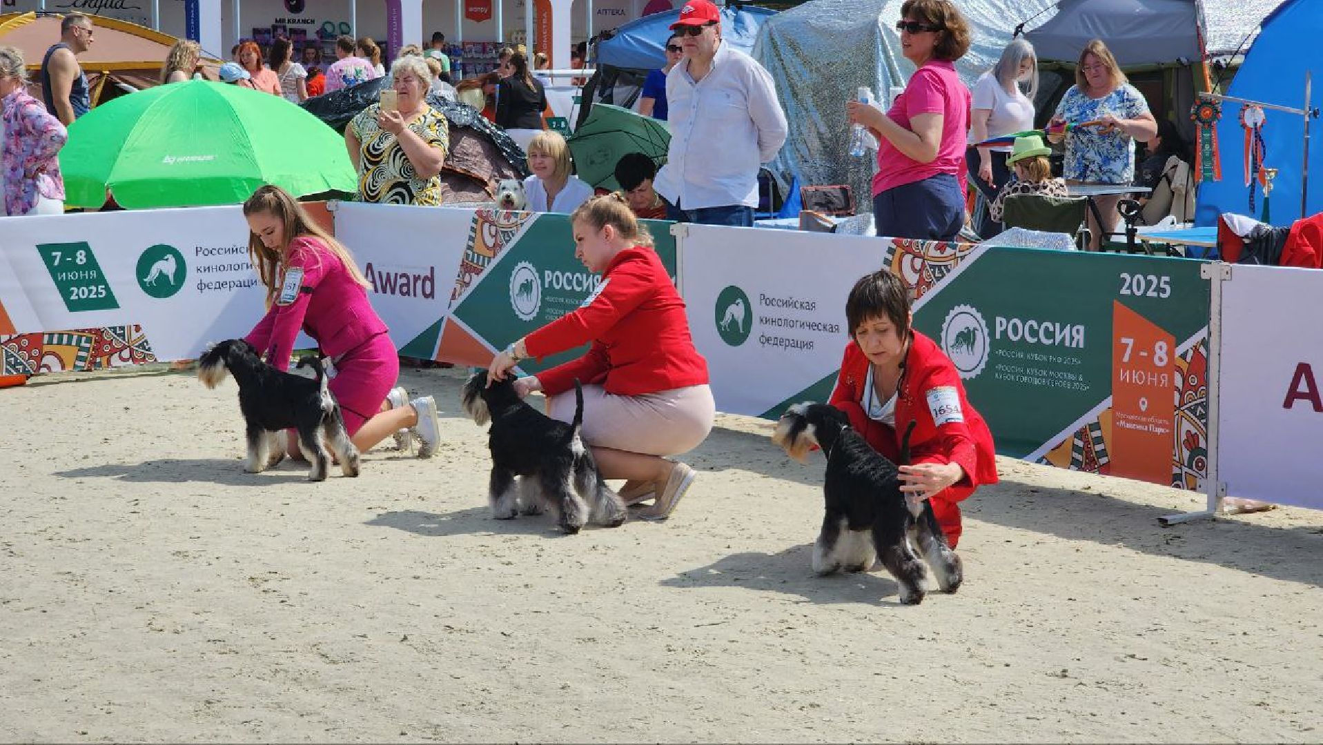 Дмитров, Выставка собак, Российская кинологическая федерация, Спорткомплекс Максима Парк,
