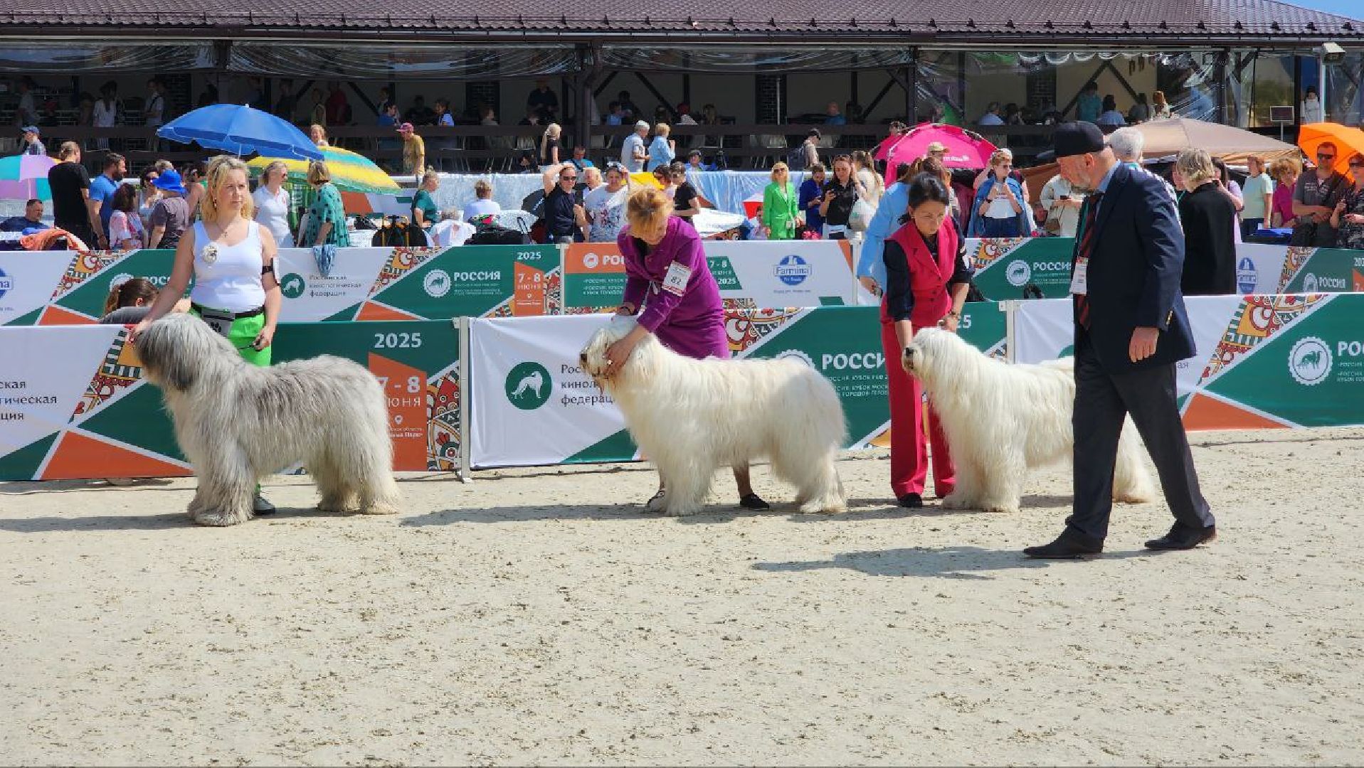Дмитров, Выставка собак, Российская кинологическая федерация, Спорткомплекс Максима Парк,