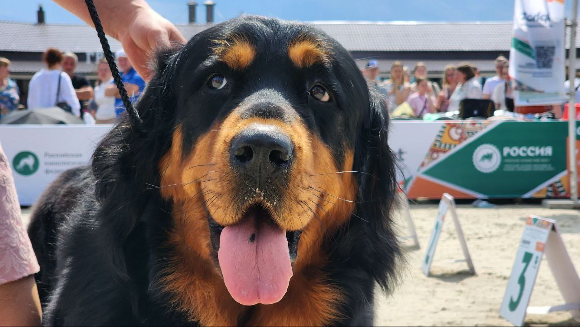 Дмитров, Выставка собак, Российская кинологическая федерация, Спорткомплекс Максима Парк,