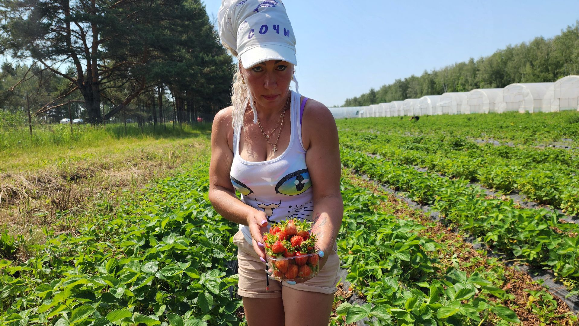 луховицы, астапово, сбор клубники, сельское хозяйство,