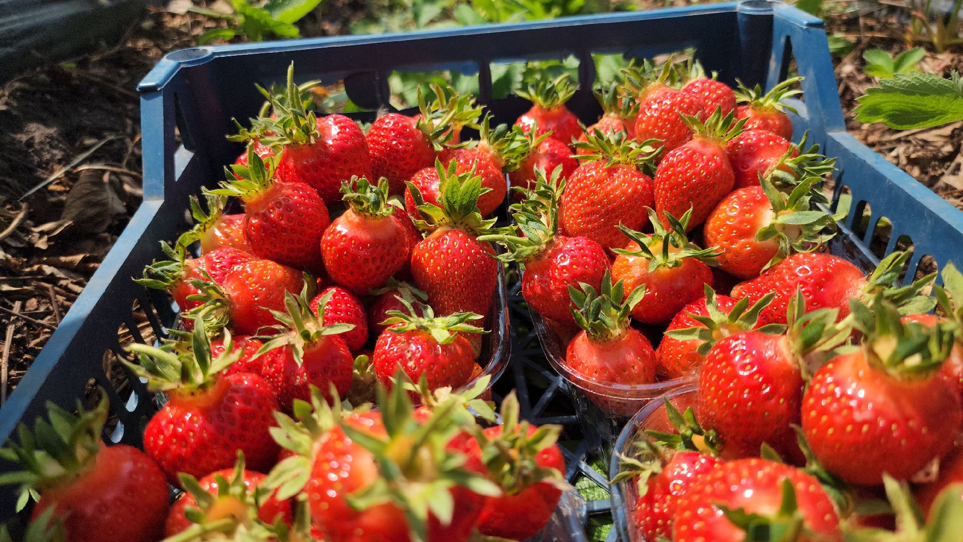 луховицы, астапово, сбор клубники, сельское хозяйство,
