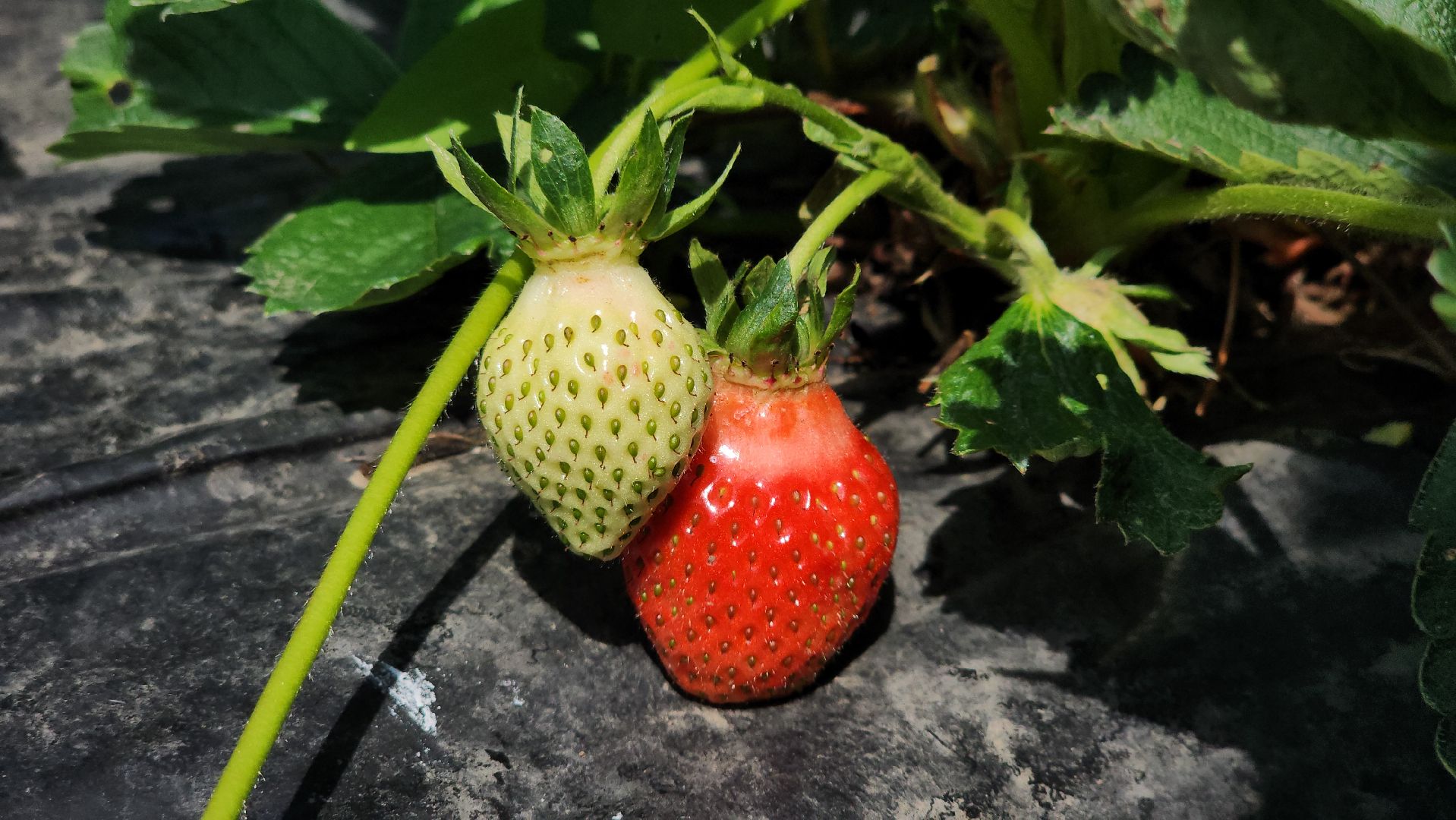 луховицы, астапово, сбор клубники, сельское хозяйство,