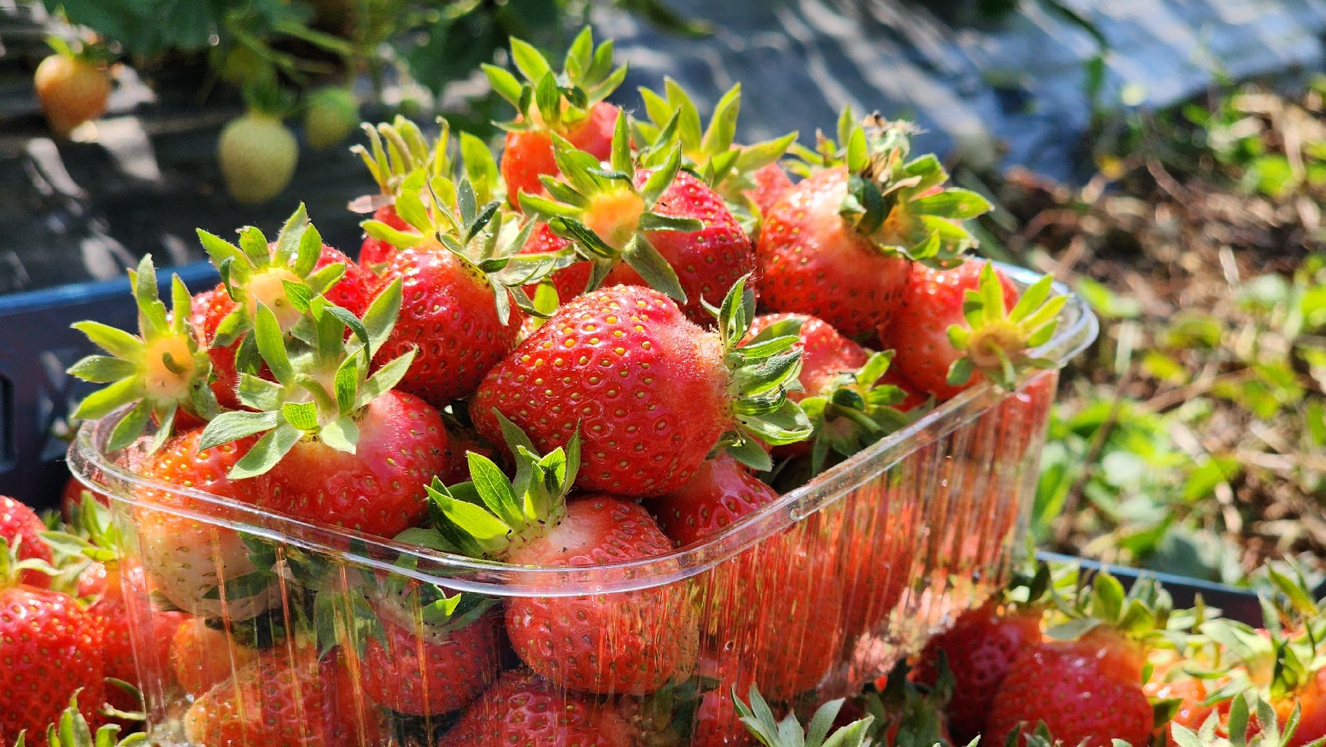 луховицы, астапово, сбор клубники, сельское хозяйство,