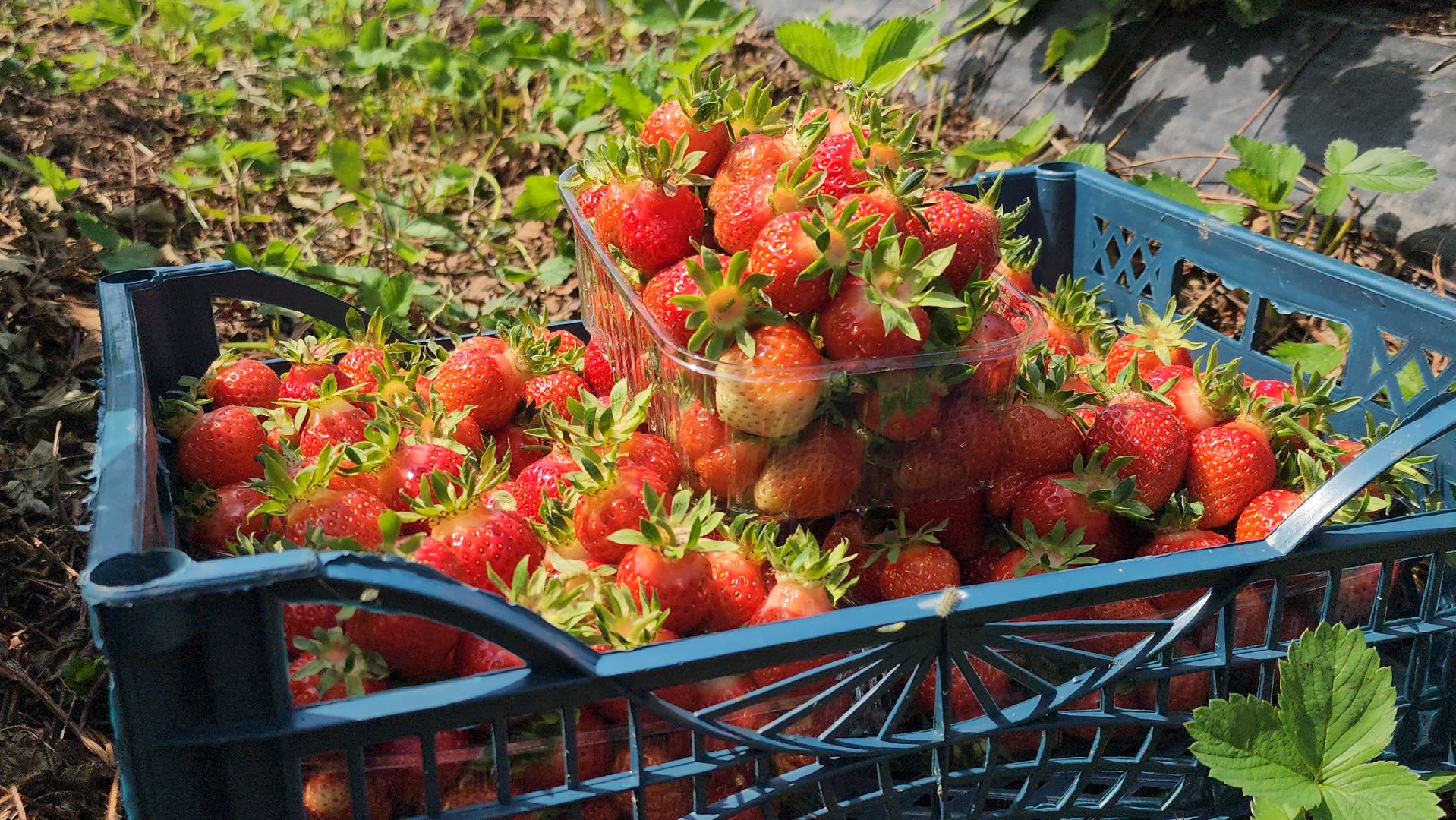 луховицы, астапово, сбор клубники, сельское хозяйство,