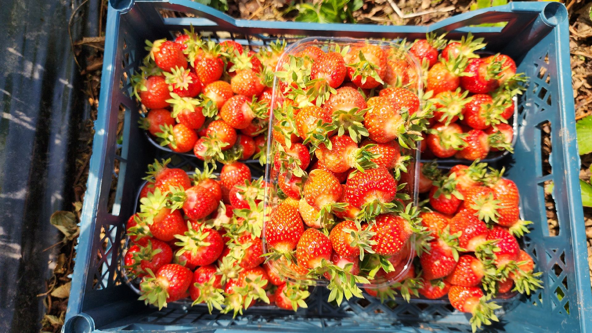 луховицы, астапово, сбор клубники, сельское хозяйство,