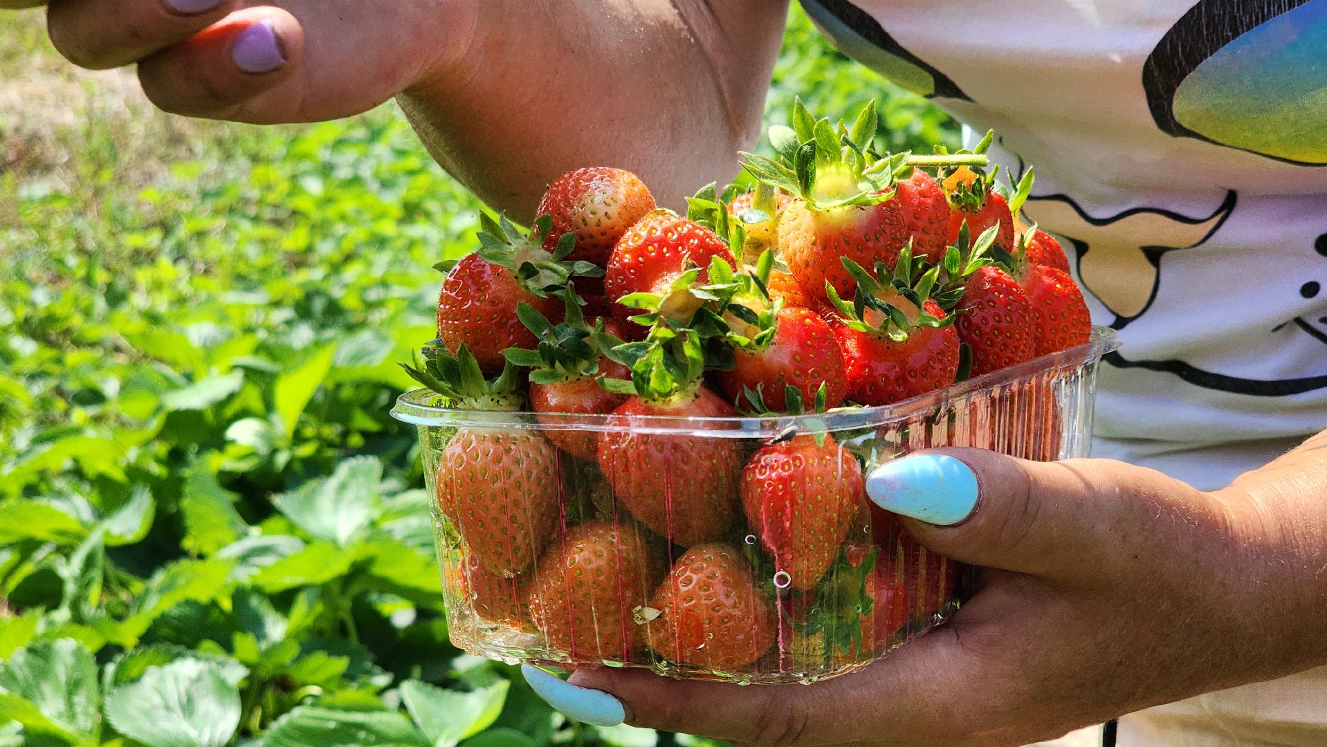 луховицы, астапово, сбор клубники, сельское хозяйство,