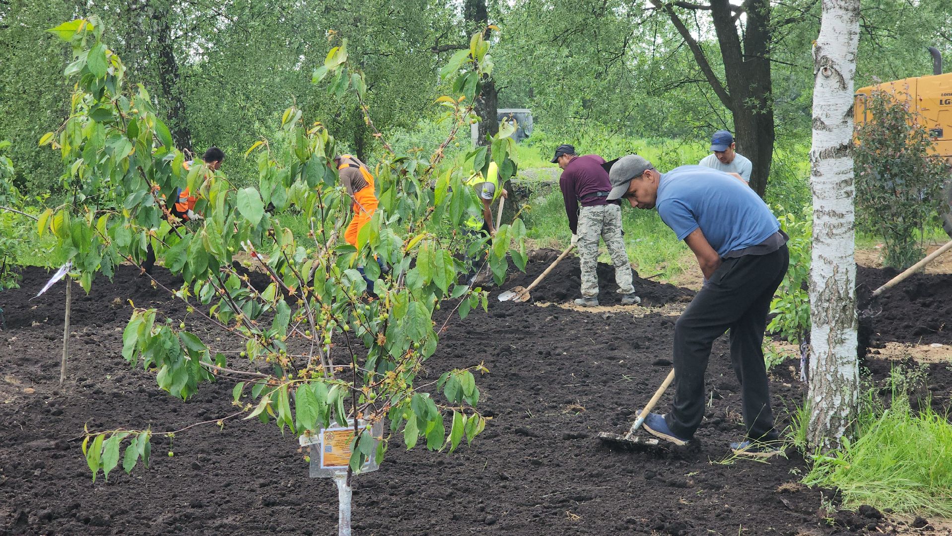 Благоустройство , Сад, Пересадка деревьев , Лобня,
