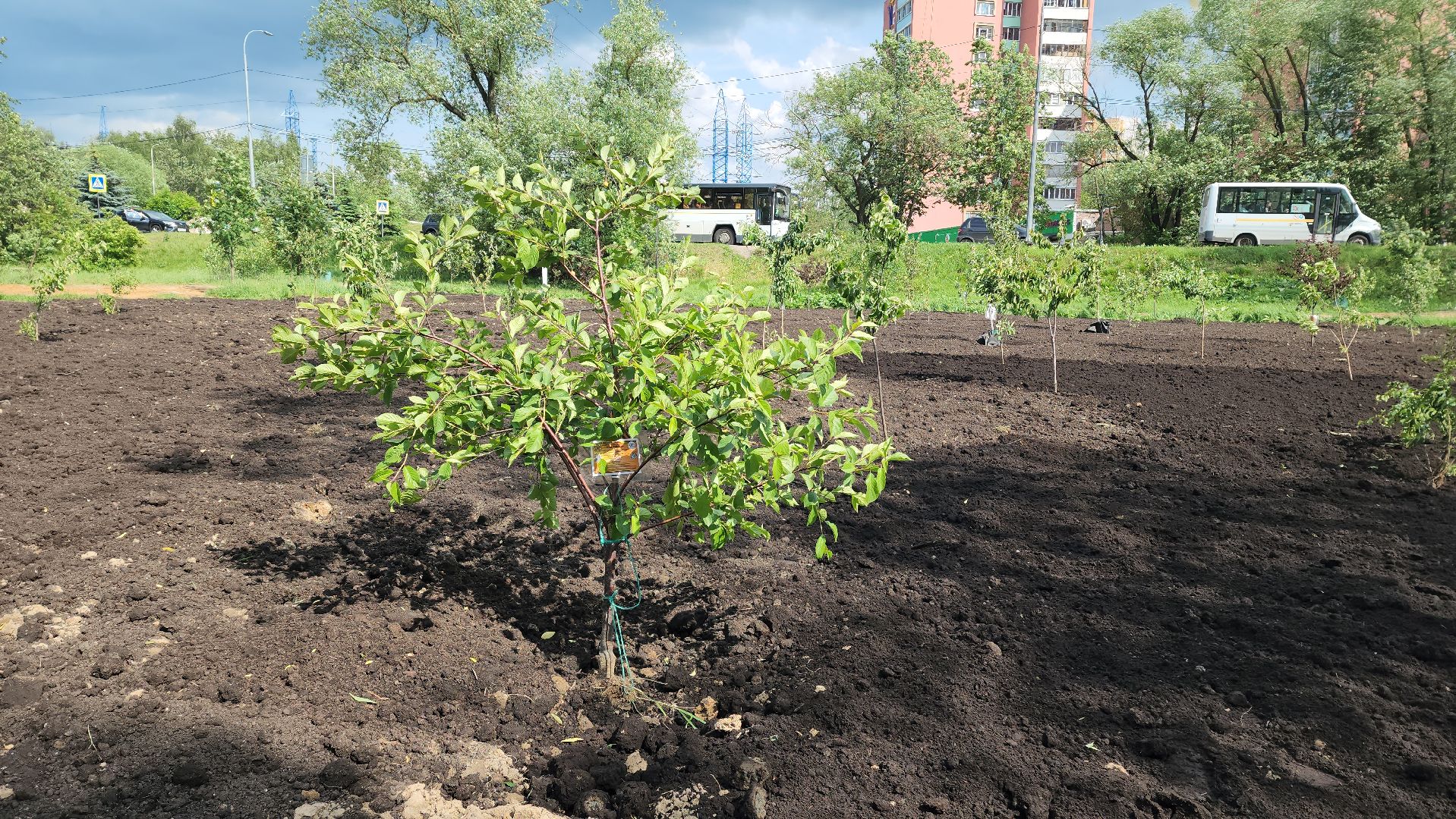 Благоустройство , Сад, Пересадка деревьев , Лобня,