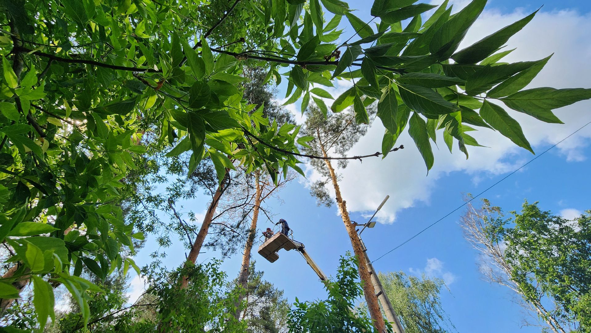 протвино, удаление сухих деревьев , комбинат благоустройства,