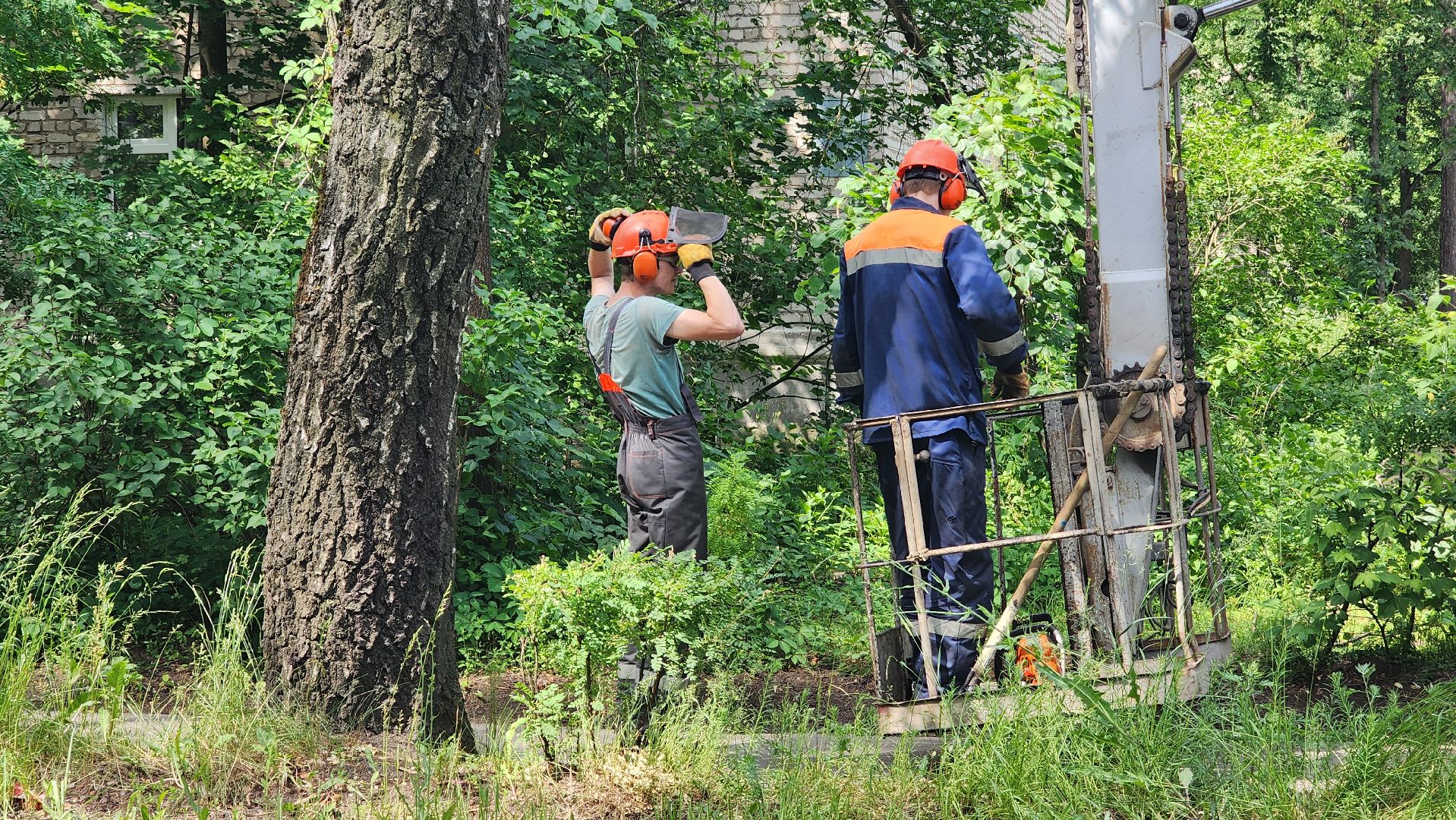протвино, удаление сухих деревьев , комбинат благоустройства,
