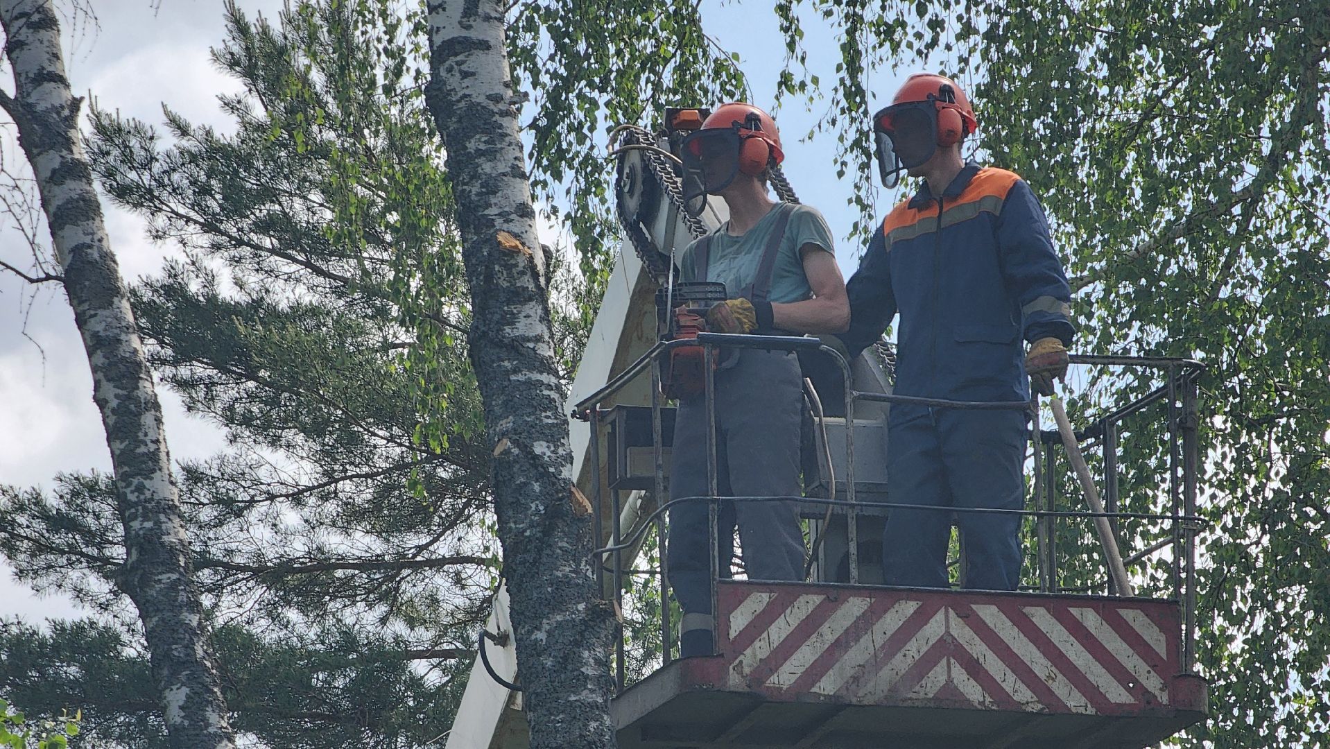 протвино, удаление сухих деревьев , комбинат благоустройства,