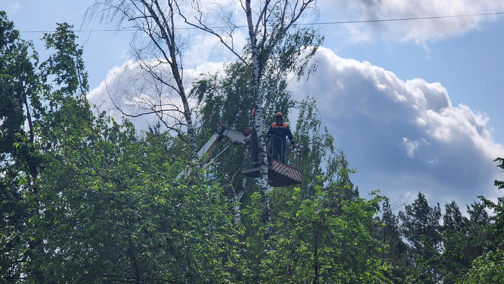 протвино, удаление сухих деревьев , комбинат благоустройства,