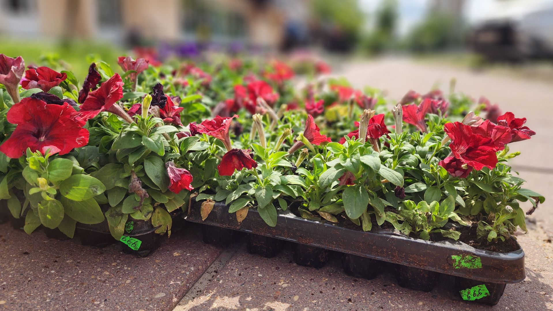 солнечногорск, благоустройство, улица дзержинского, бастилия, цветы,