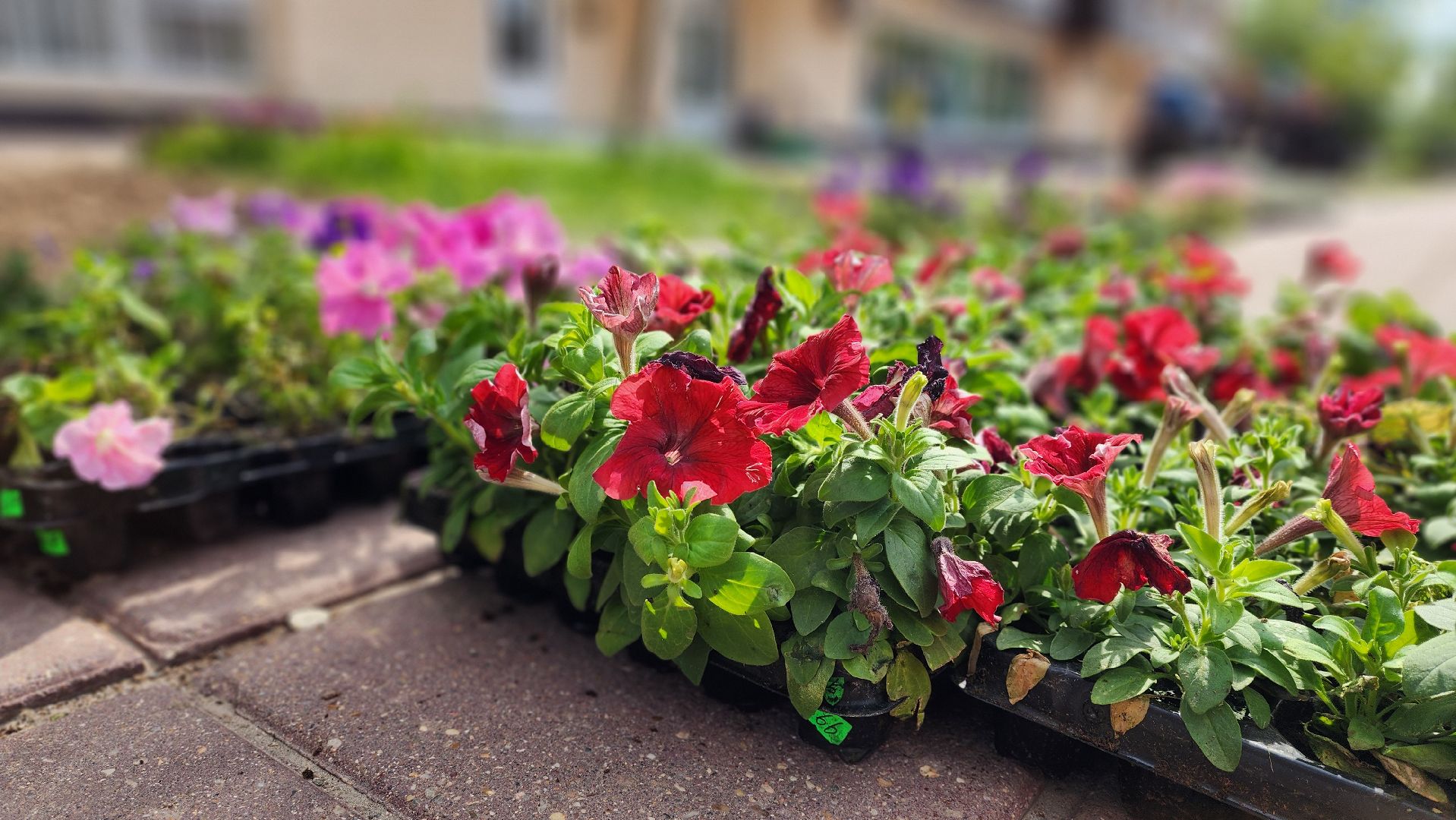 солнечногорск, благоустройство, улица дзержинского, бастилия, цветы,