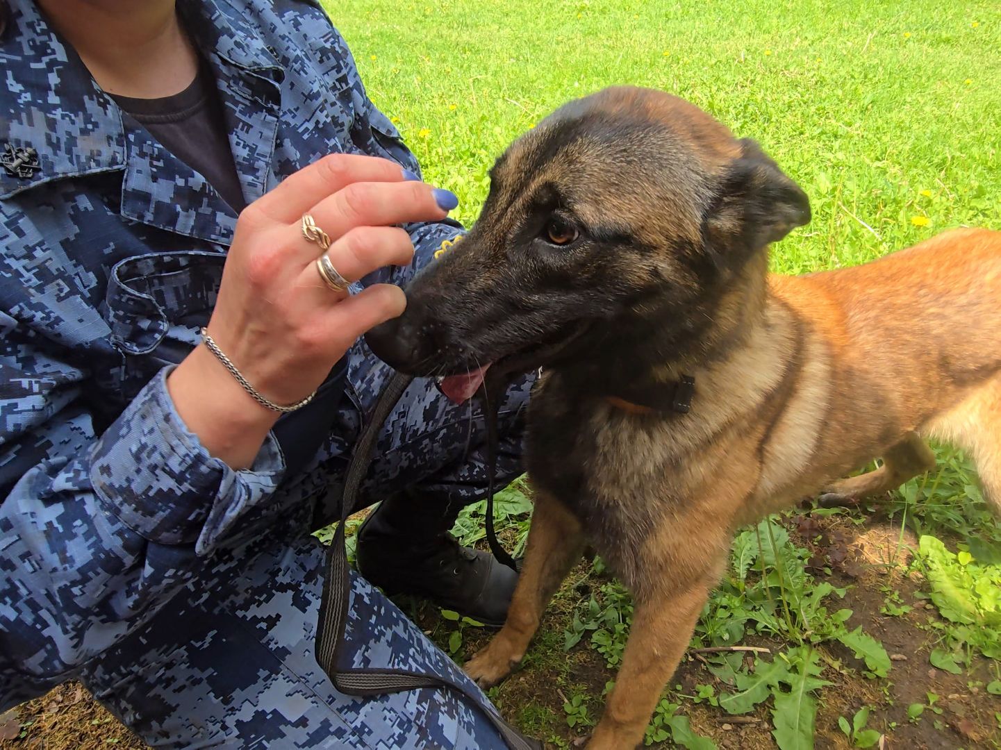 Коломна , питомник служебного собаководства, служебная собака,