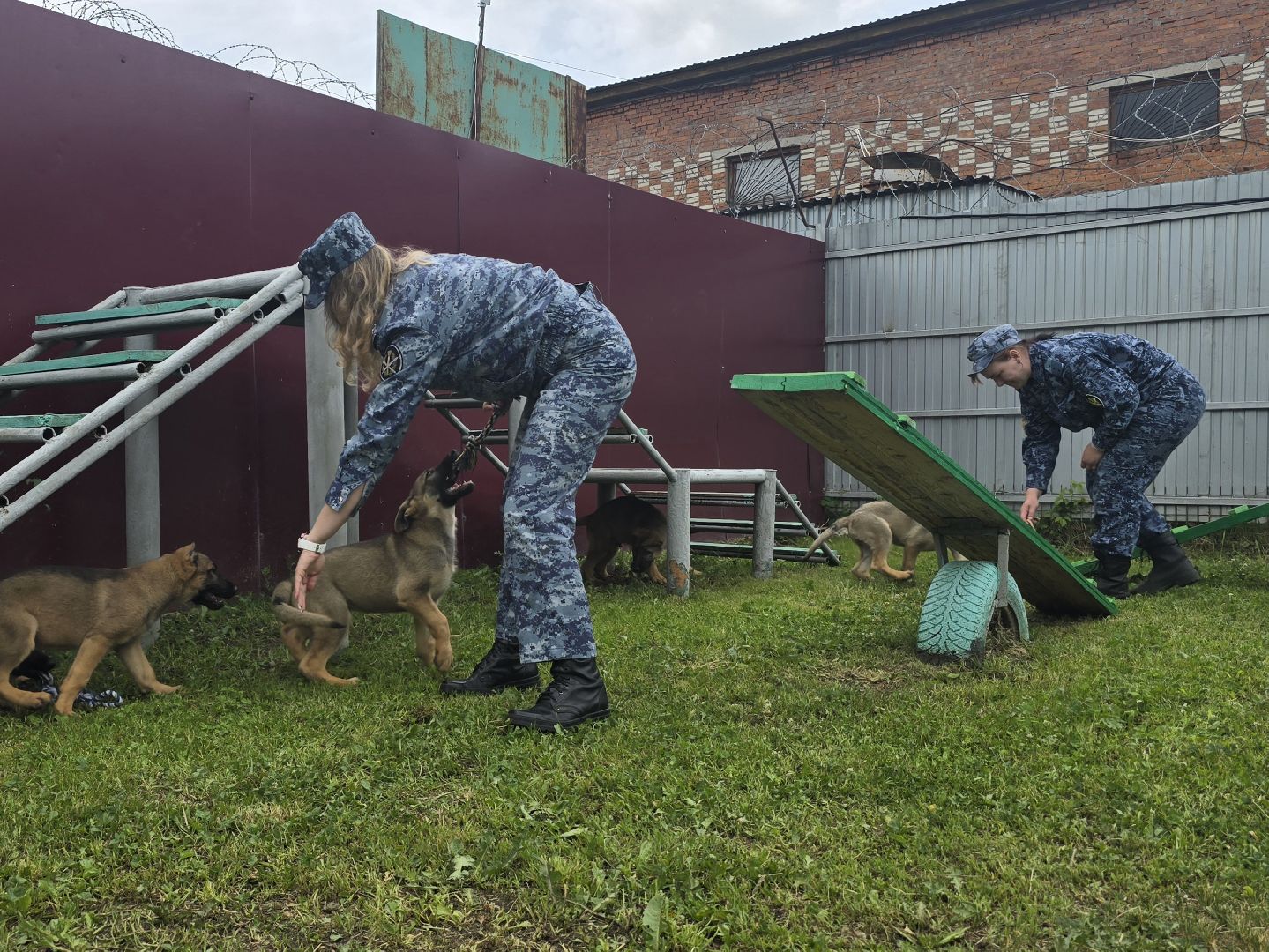 Коломна , питомник служебного собаководства, служебная собака,