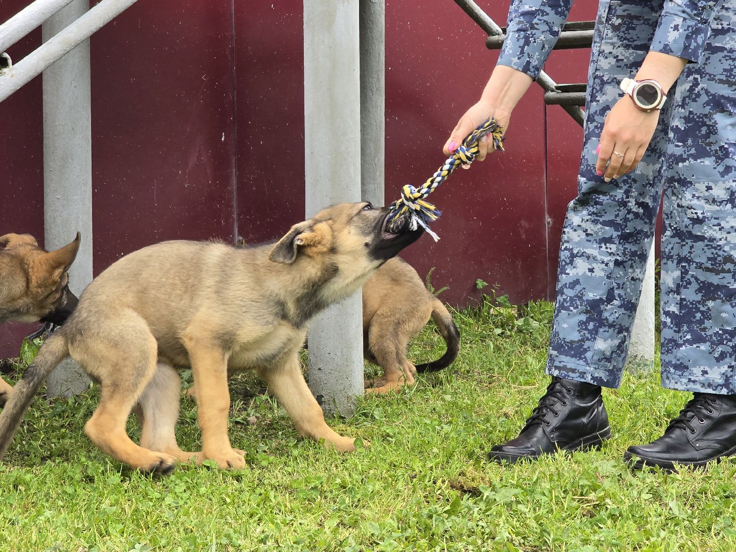 Коломна , питомник служебного собаководства, служебная собака,