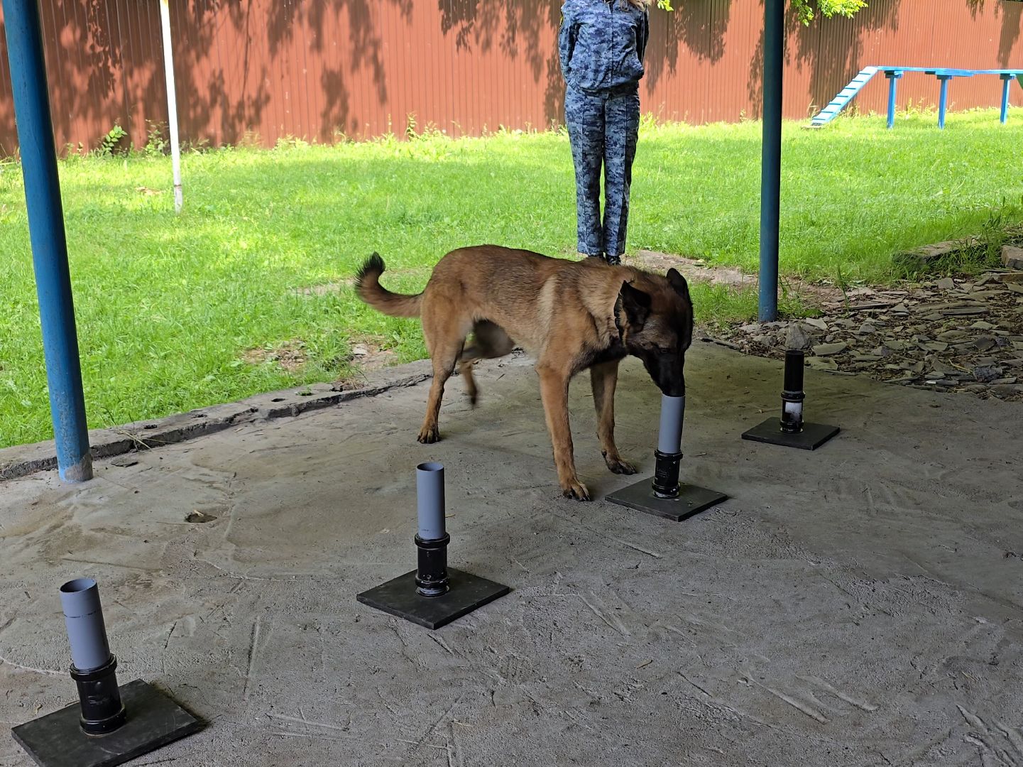Коломна , питомник служебного собаководства, служебная собака,