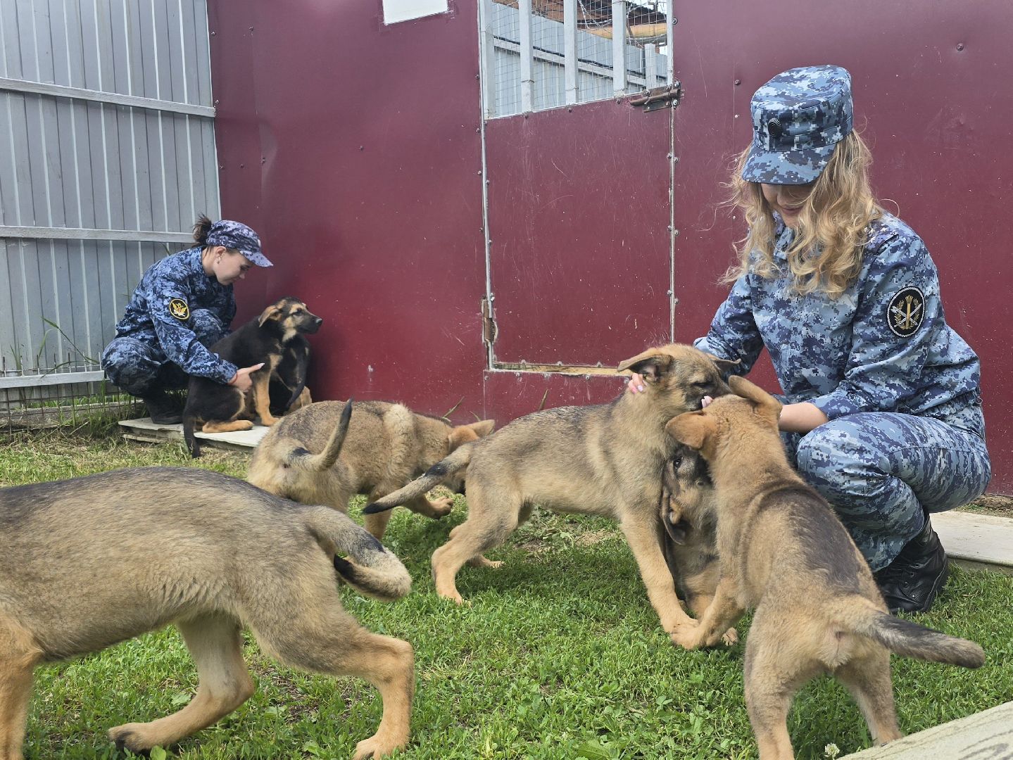 Коломна , питомник служебного собаководства, служебная собака,