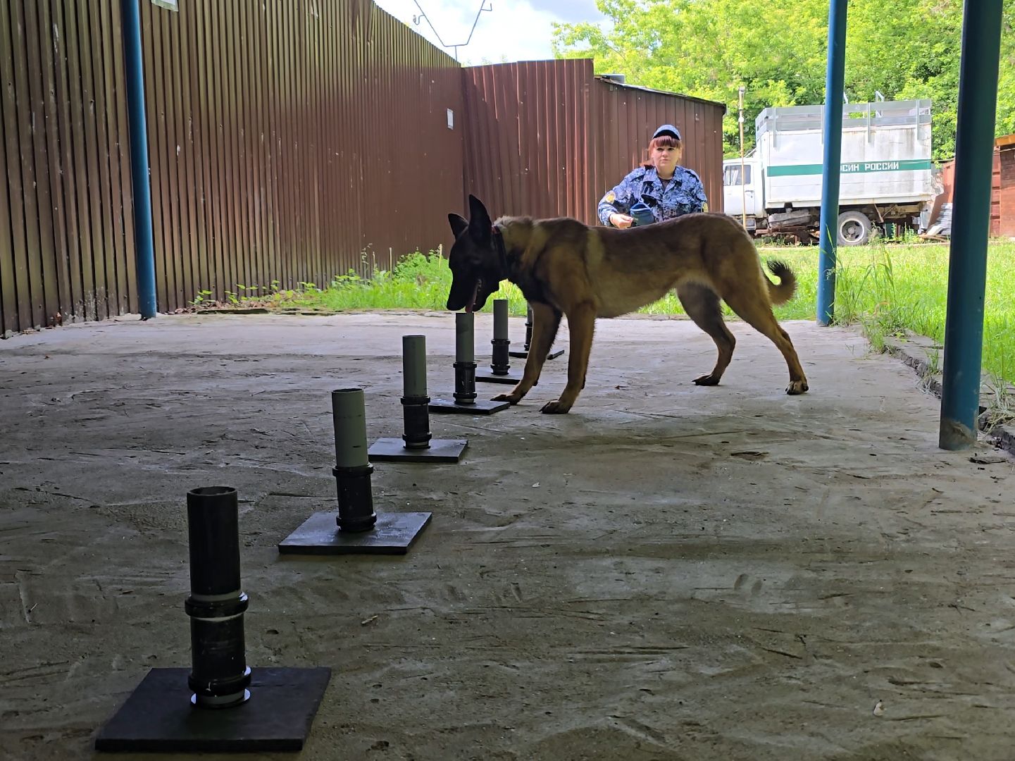 Коломна , питомник служебного собаководства, служебная собака,