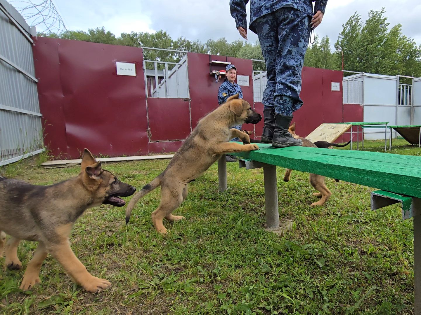 Коломна, питомник служебного собаководства , служебная собака, овчарка,