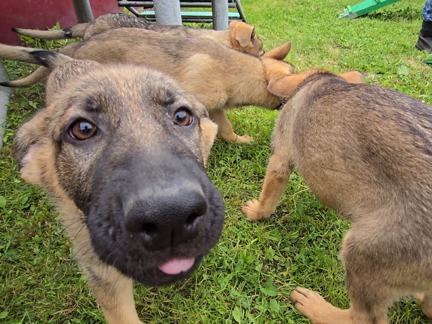 Коломна, питомник служебного собаководства , служебная собака, овчарка,