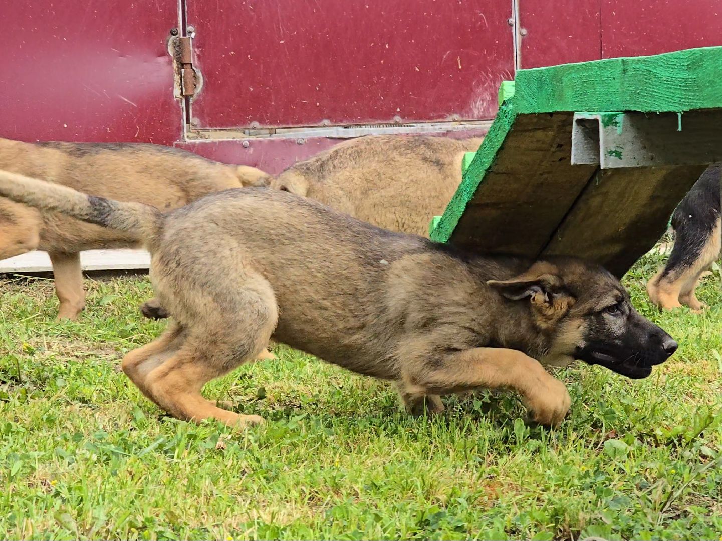 Коломна, питомник служебного собаководства , служебная собака, овчарка,