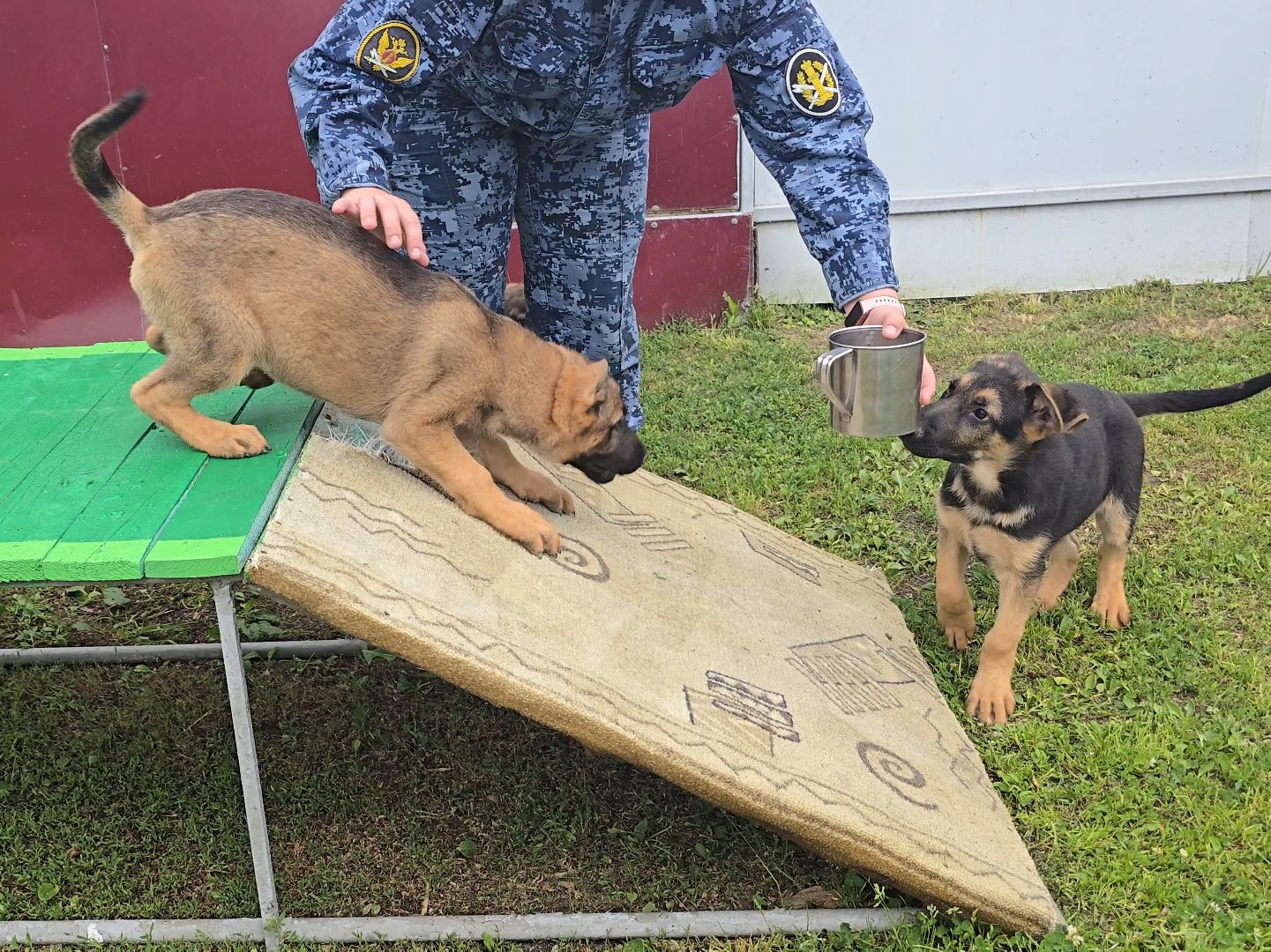 Коломна, питомник служебного собаководства , служебная собака, овчарка,