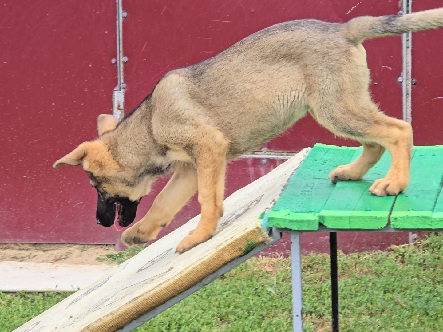 Коломна, питомник служебного собаководства , служебная собака, овчарка,